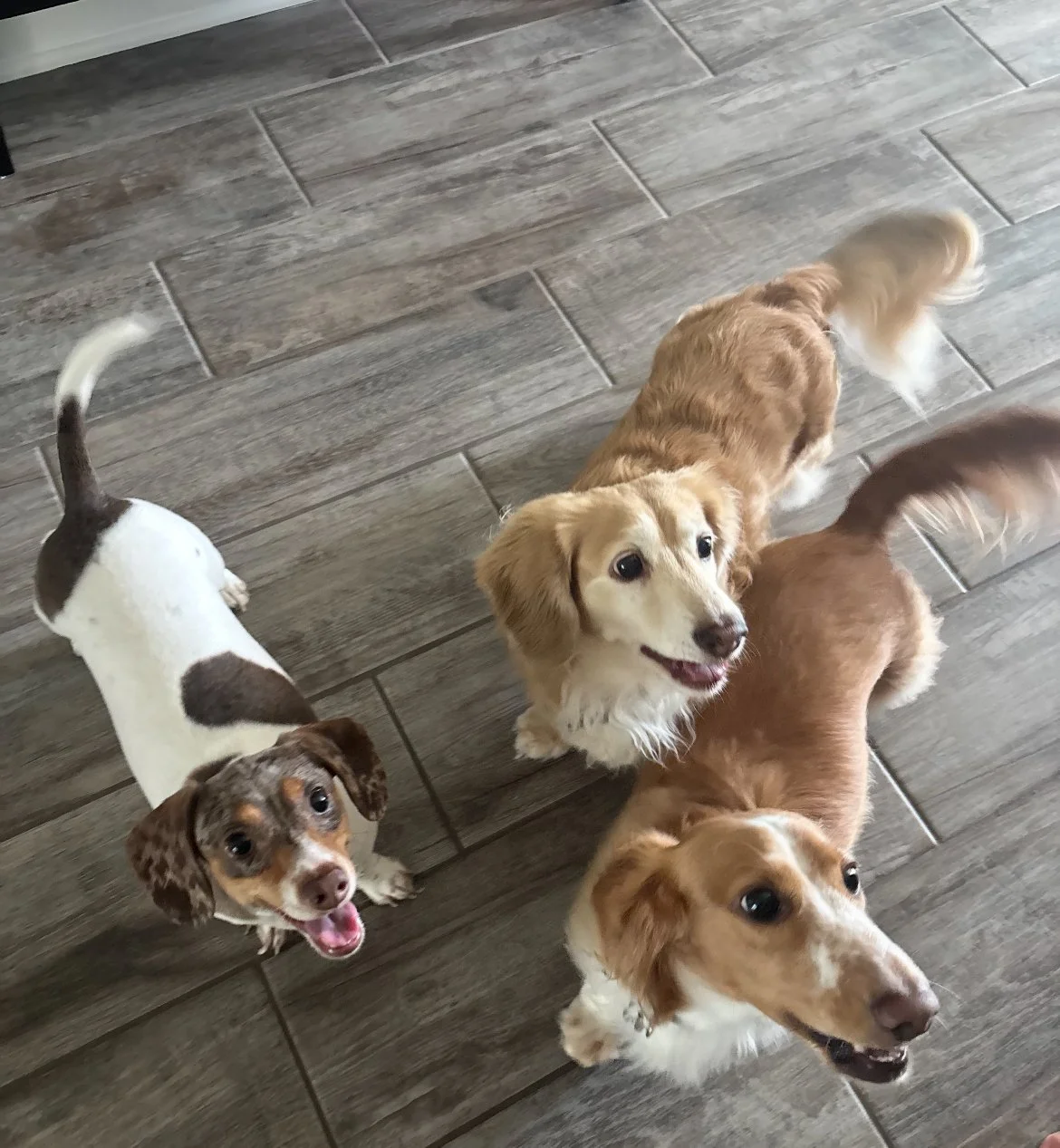 🐾 Drop-in Visit 🐾