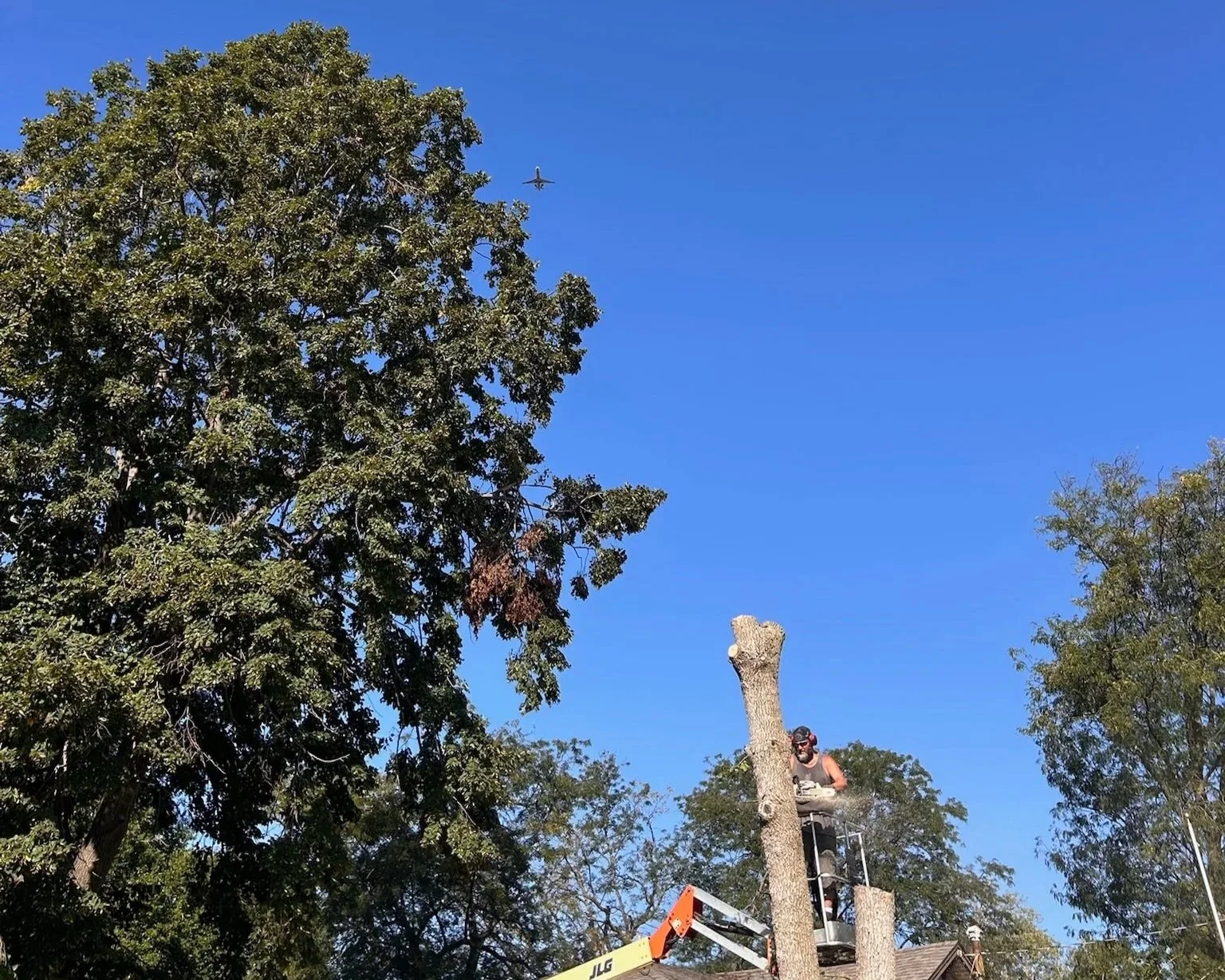 Tree trimmer on a lift cutting a tree's trunk, with blue sky and larger trees in the background.