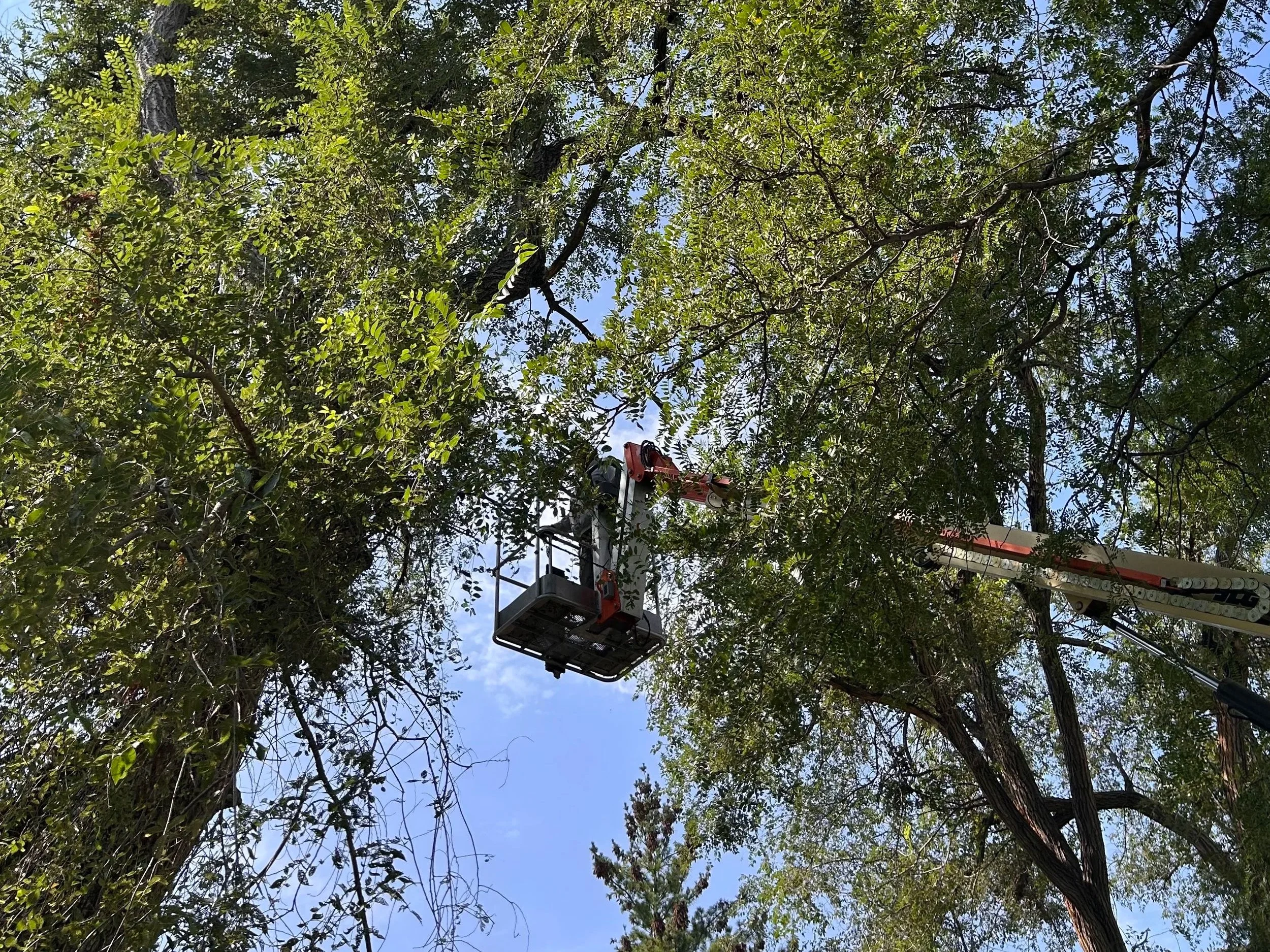 A cherry picker lift with a worker platform extended upward among green trees, reaching high into the blue sky.