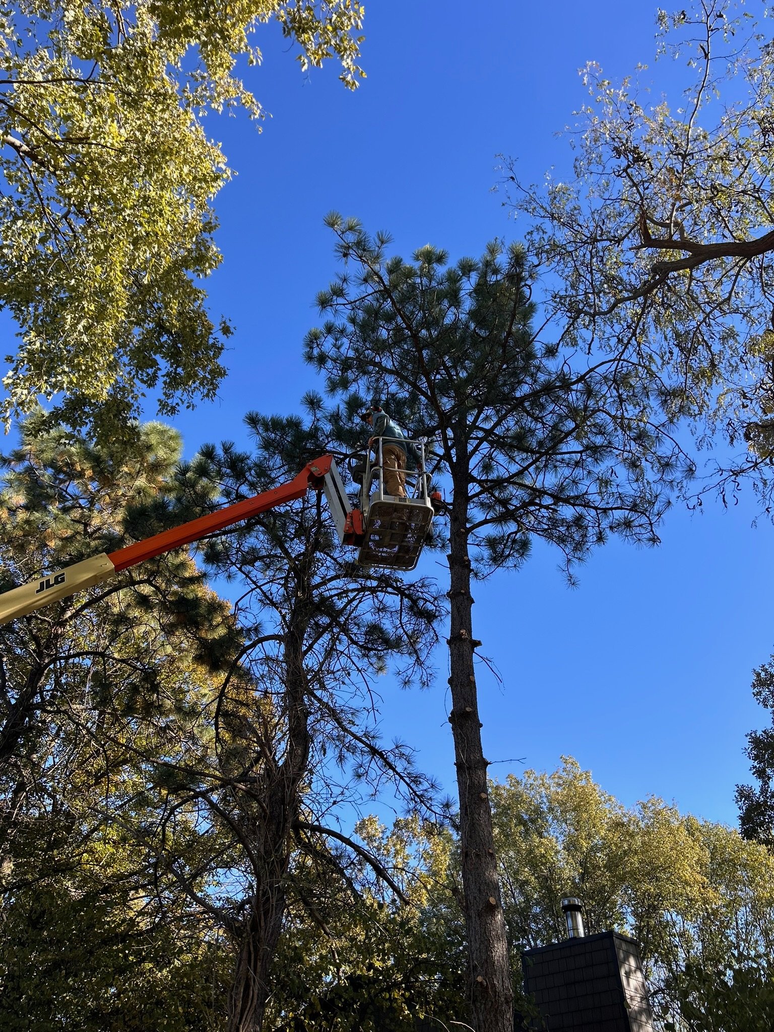 A person in work gear standing in a cherry picker lift trimming a tall pine tree amidst other trees under a clear blue sky.