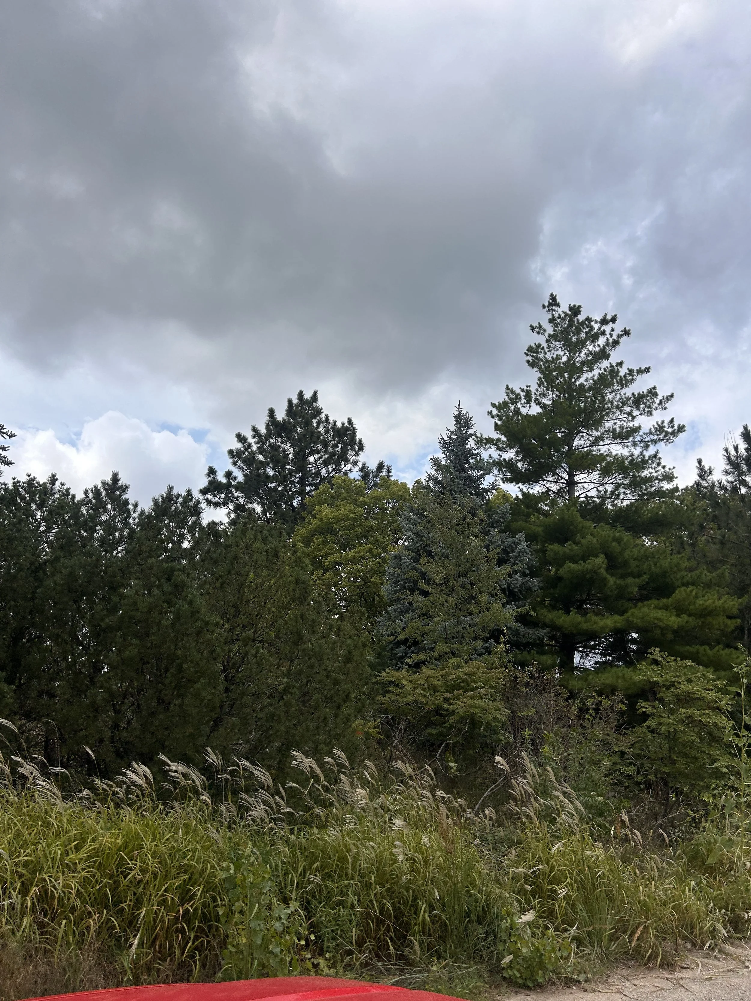 A view of a forest with various green trees and shrubs under a cloudy sky, with part of a red vehicle visible at the bottom.