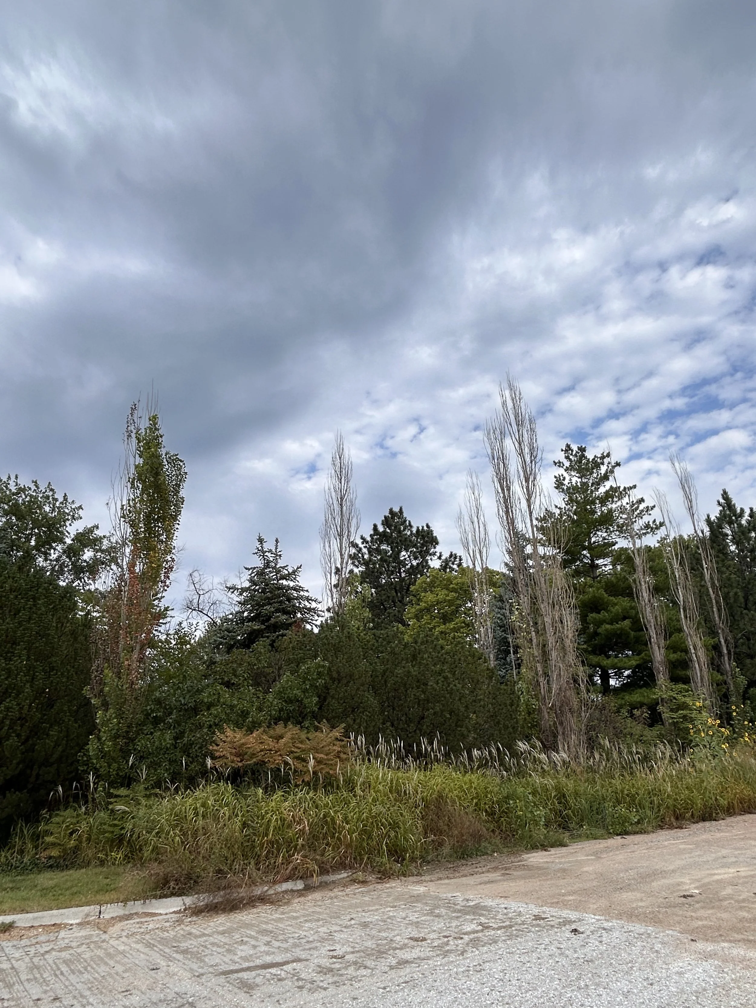 A landscape featuring a dirt path in the foreground, with various green trees and tall grass along the side. The sky is mostly cloudy with patches of blue showing through.