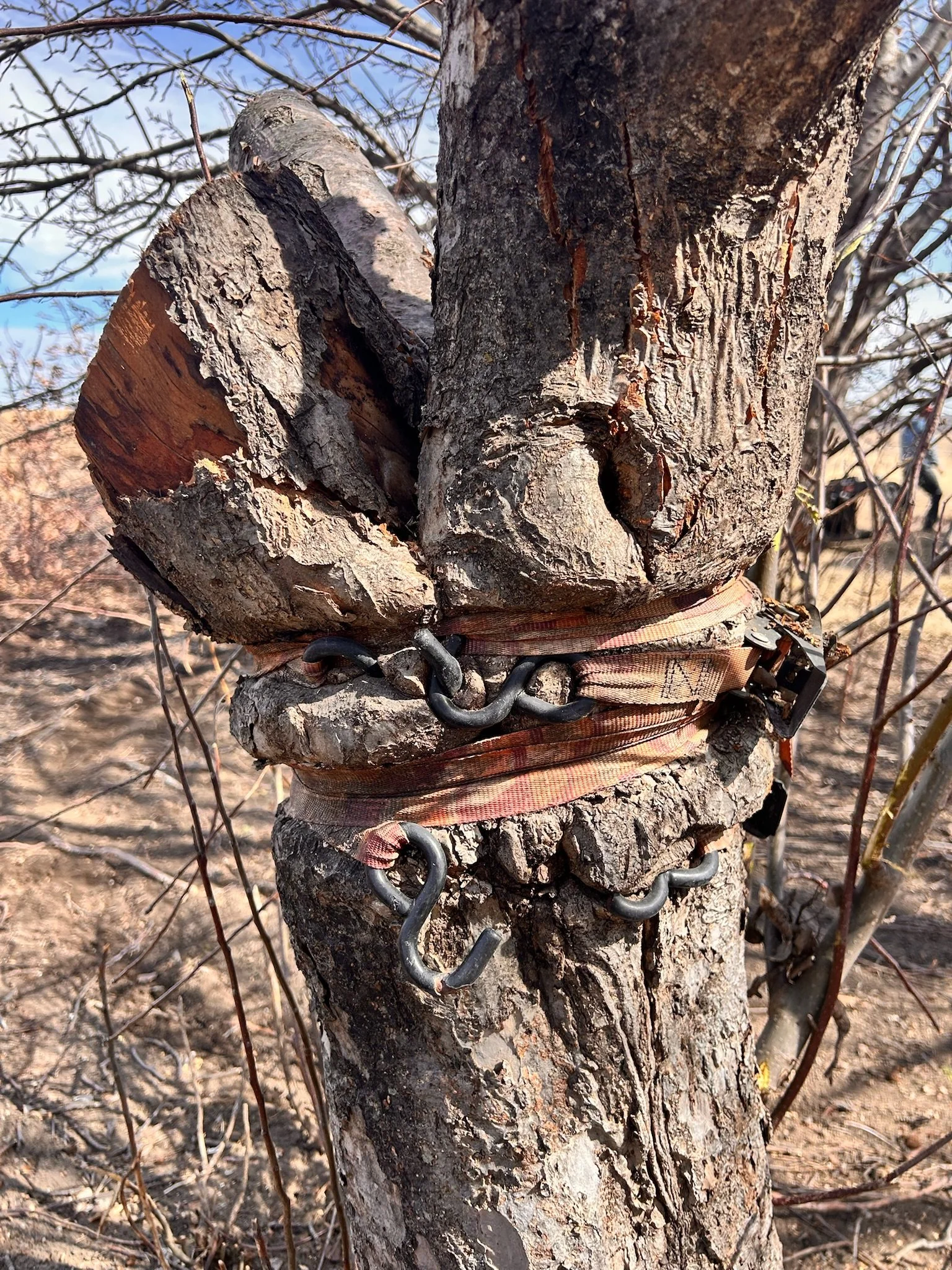 Close-up of a tree trunk with a chain wrapped around it, secured with a fabric strap, in a wooded area.