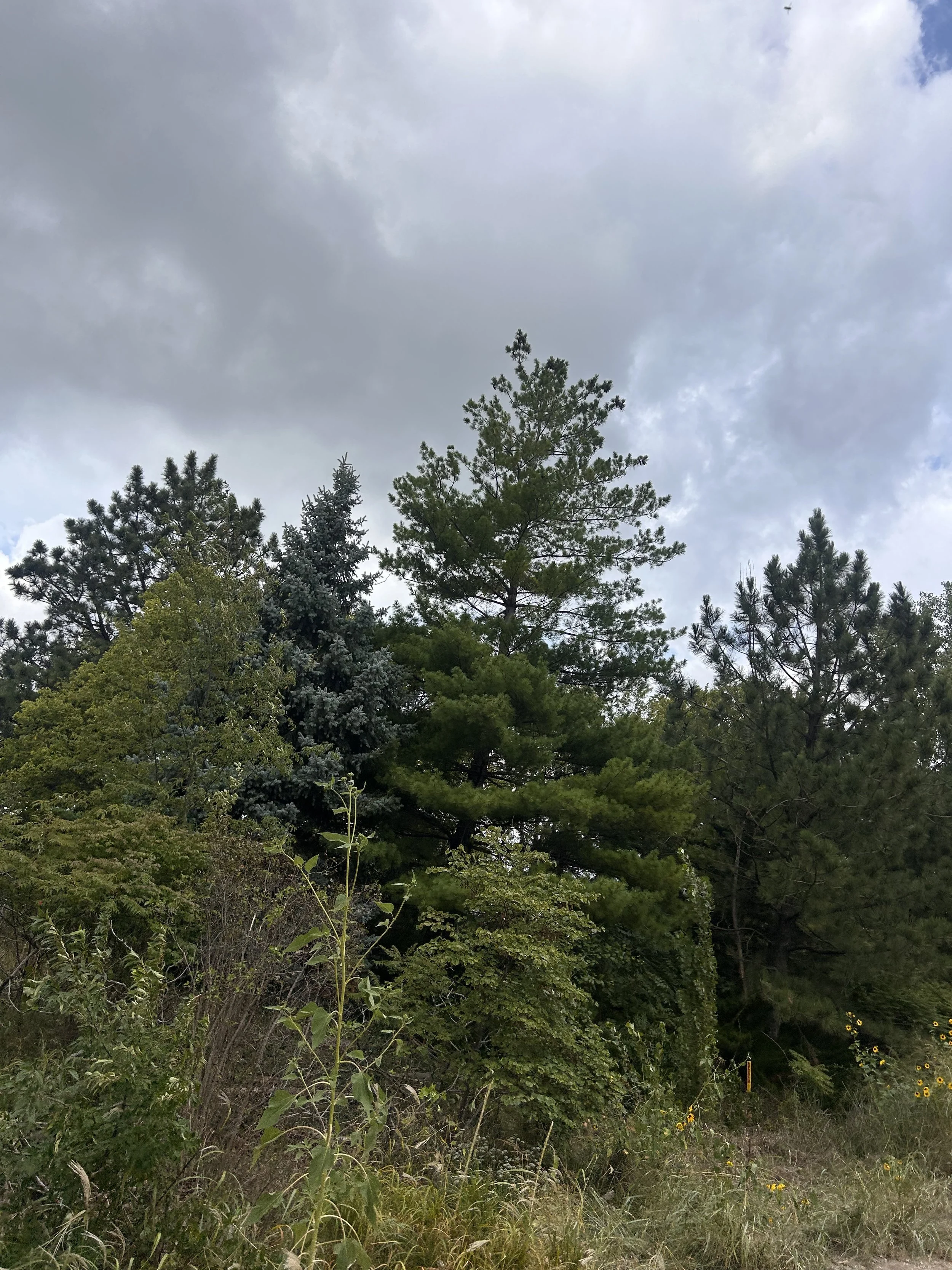 A forest scene with various green trees under a cloudy sky.
