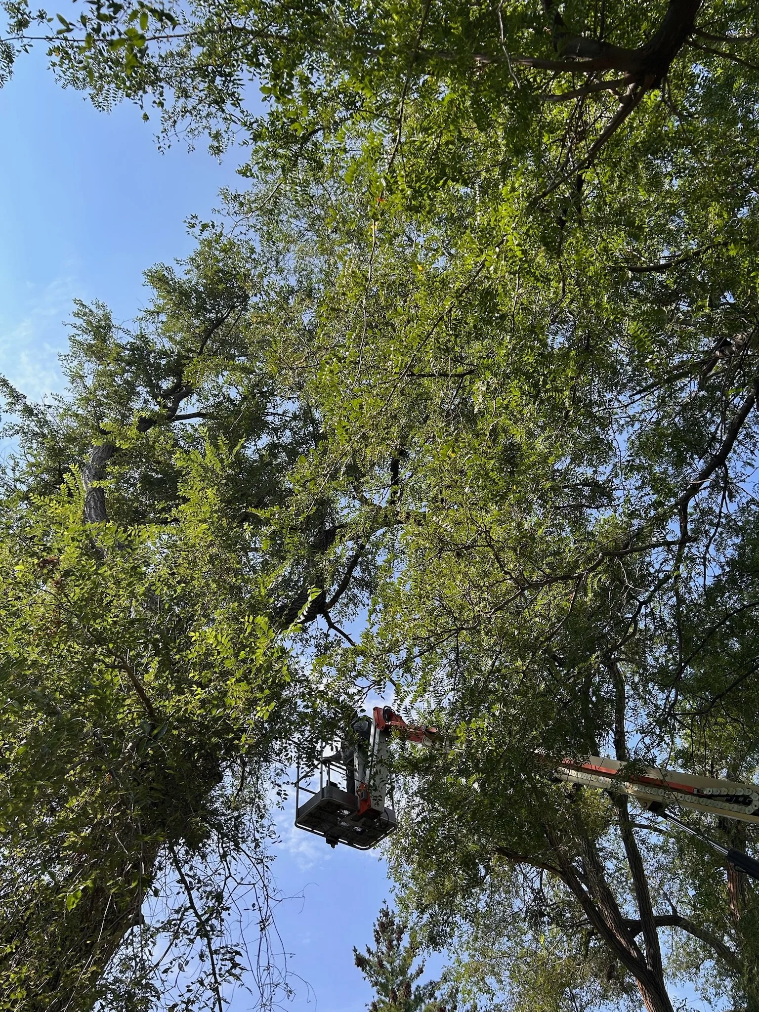 A person operating a cherry picker lift high among the branches of a tall tree with green leaves, against a blue sky.