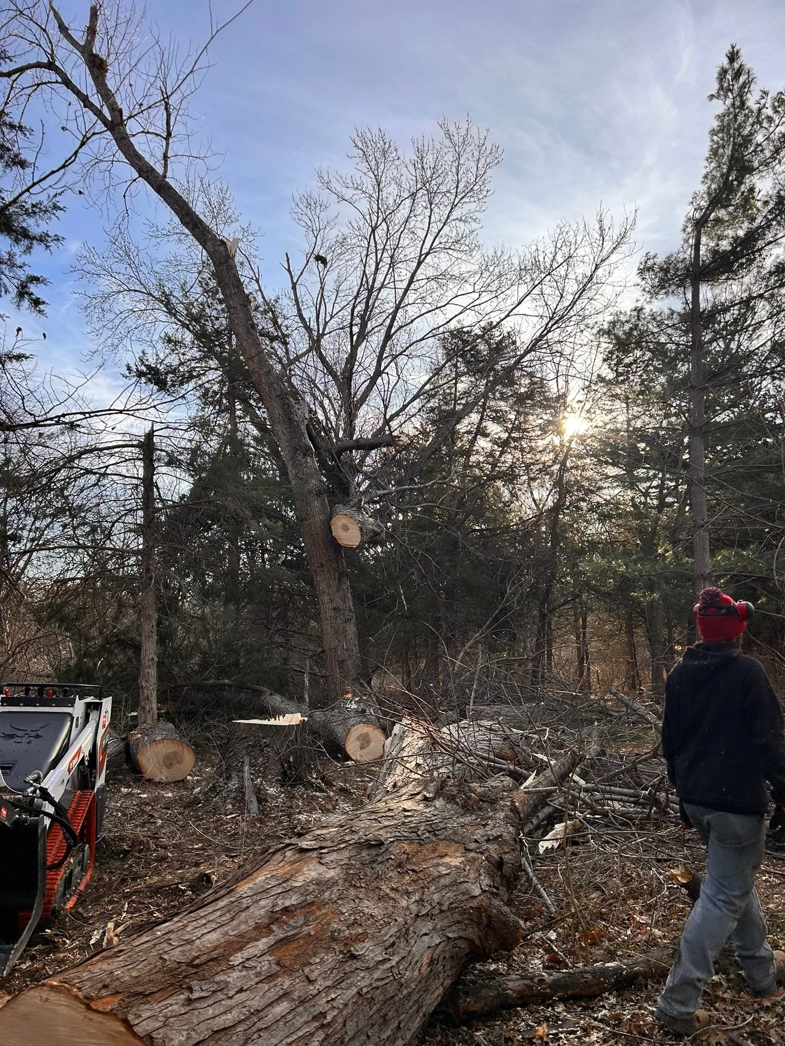 A man in a red hat and black jacket walking through a fallen tree in a forested area with scattered tree branches and trees in the background. The sun is shining through the trees.