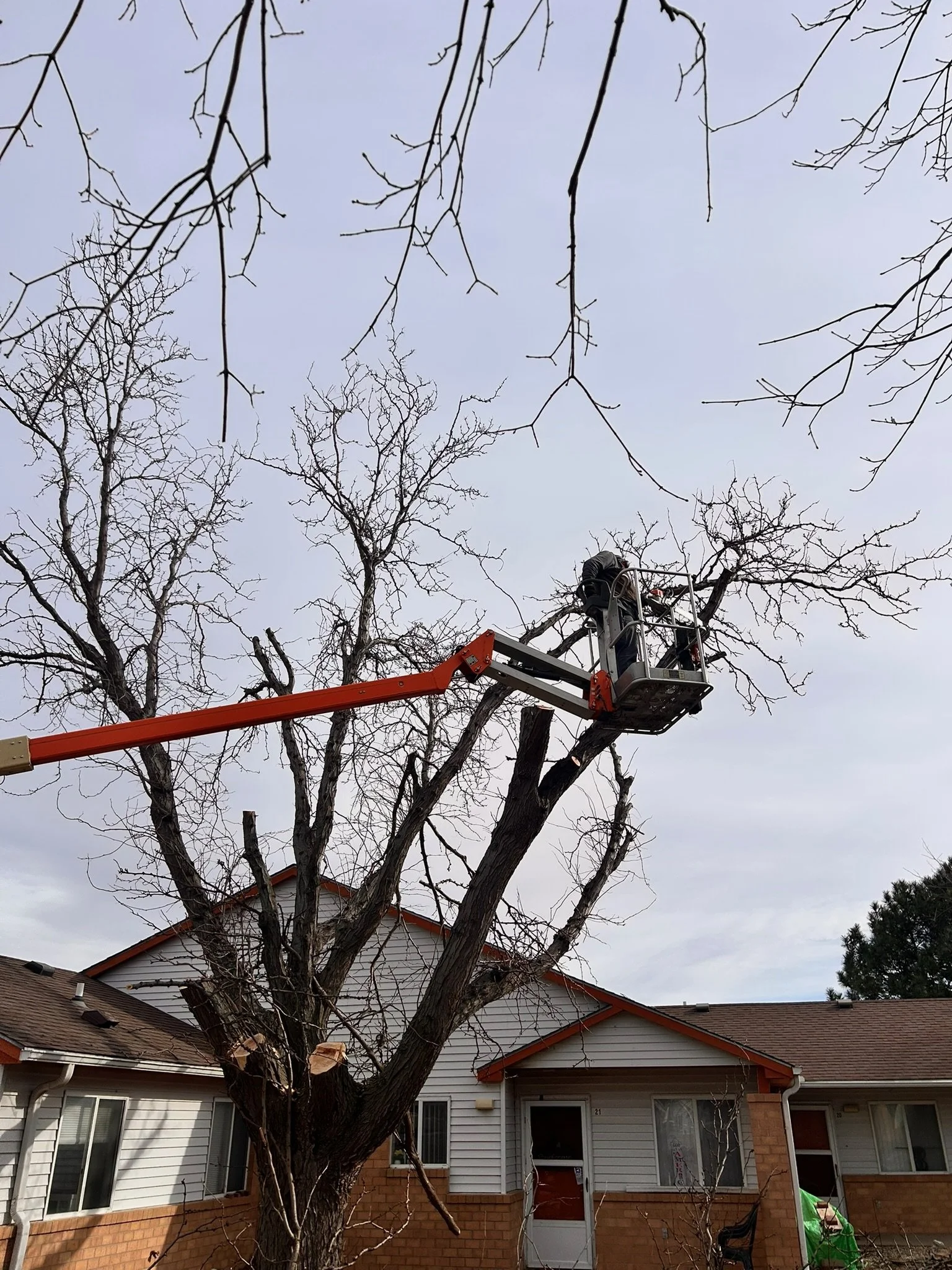 Worker on an elevated lift trimming branches off a large leafless tree in front of residential houses with brick and siding exteriors.