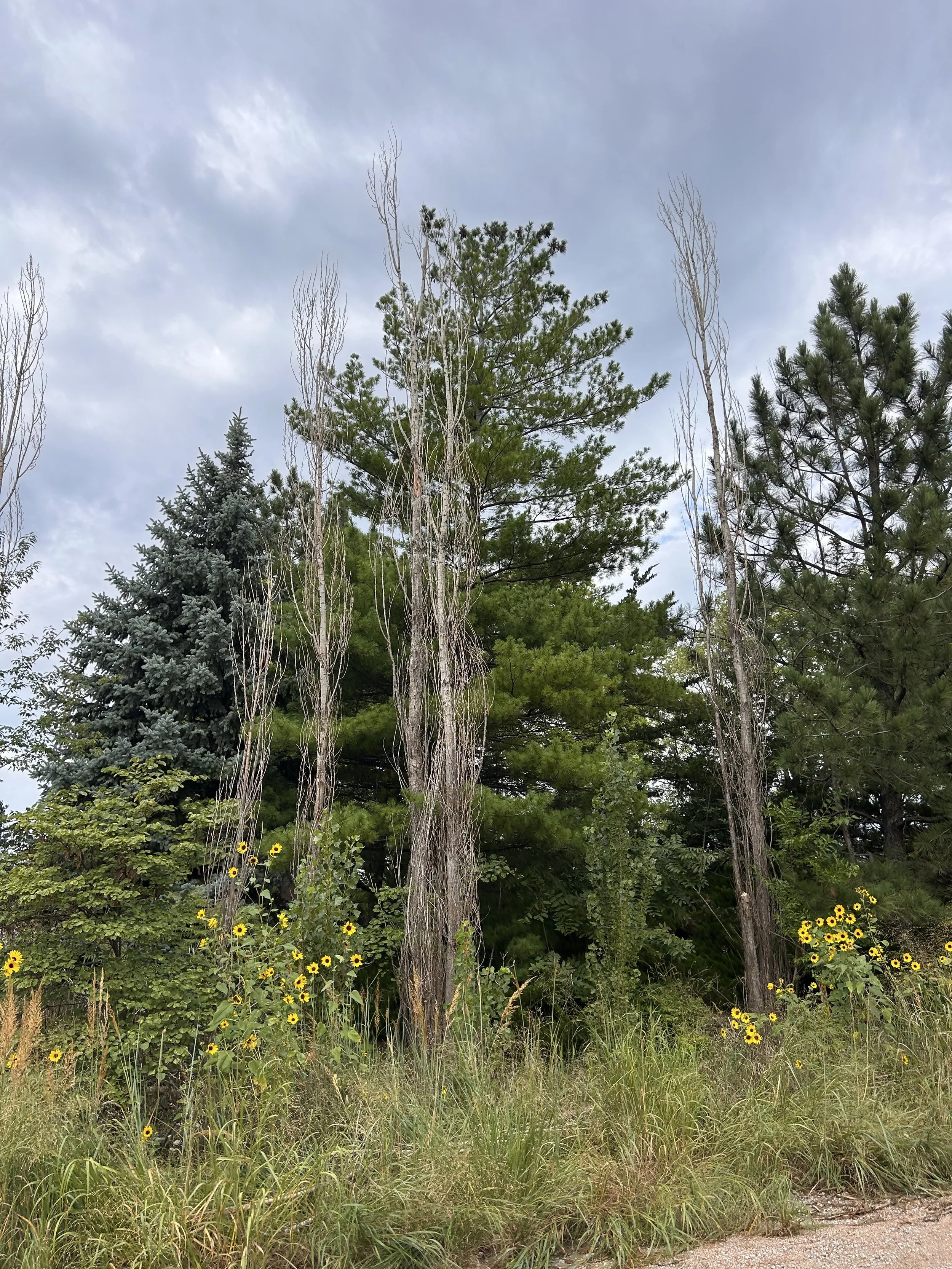 A variety of tall trees, some with green foliage and some with bare branches, under an overcast sky, with yellow sunflowers and grassy plants in the foreground.
