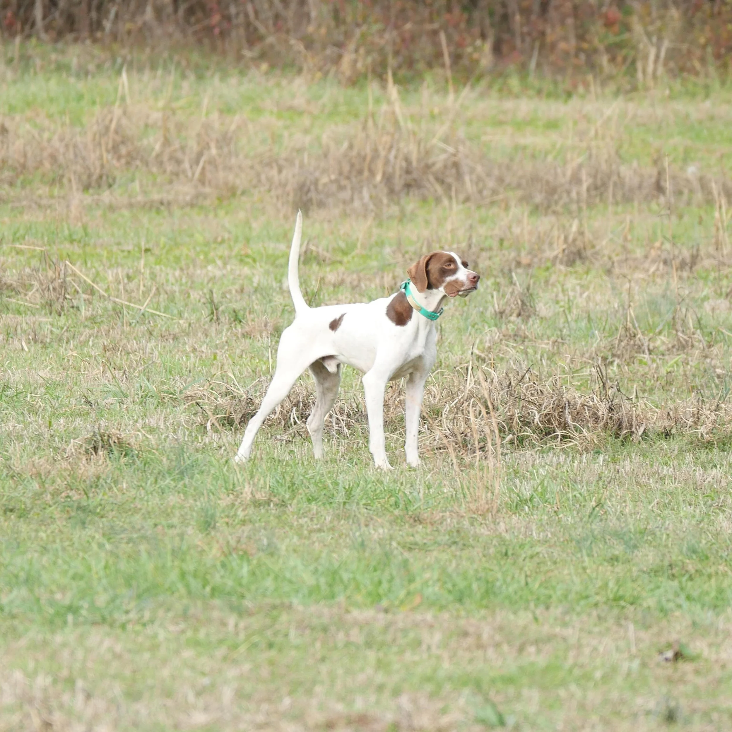 The beauty of the point. In NSTRA, all registered pointing breeds are welcome. 
#englishsetter #brittanyspaniel #englishpointer #germanshorthairpointer #germanwirehairedpointer