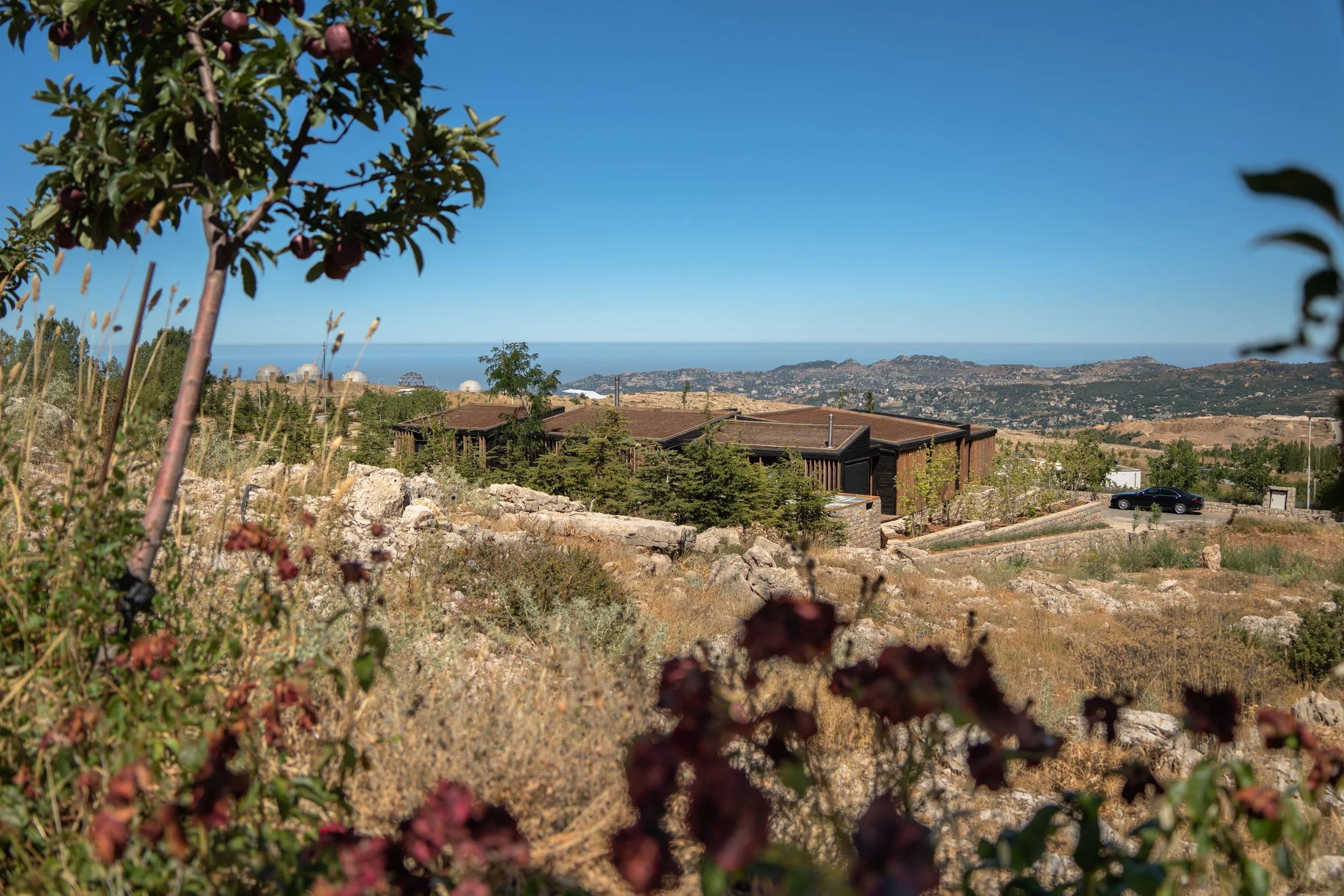 A scenic landscape view with a tree bearing fruit in the foreground, residential buildings and a hilly terrain in the middle ground, and the ocean on the horizon under a clear blue sky.