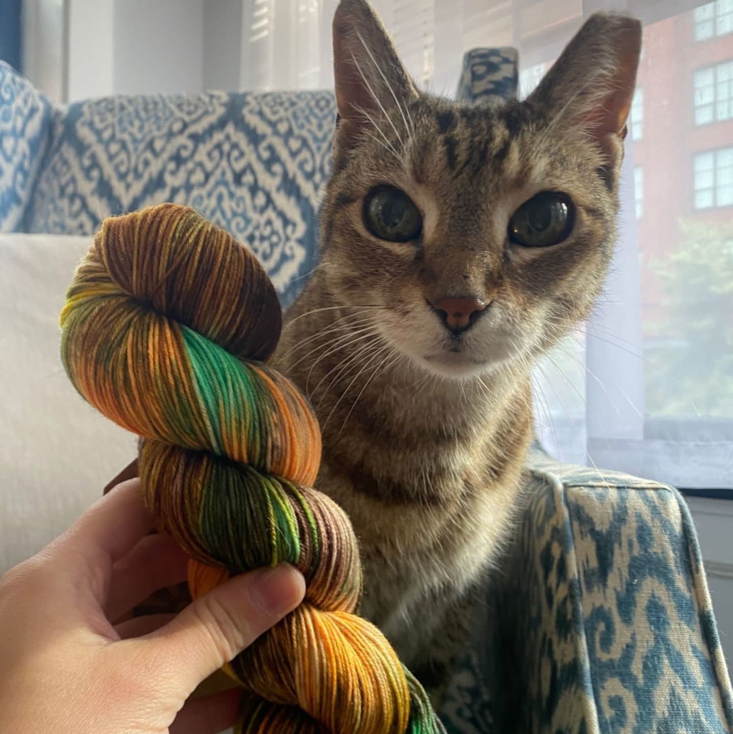 Knit One, Adopt One @ Fiber Friends Studios
