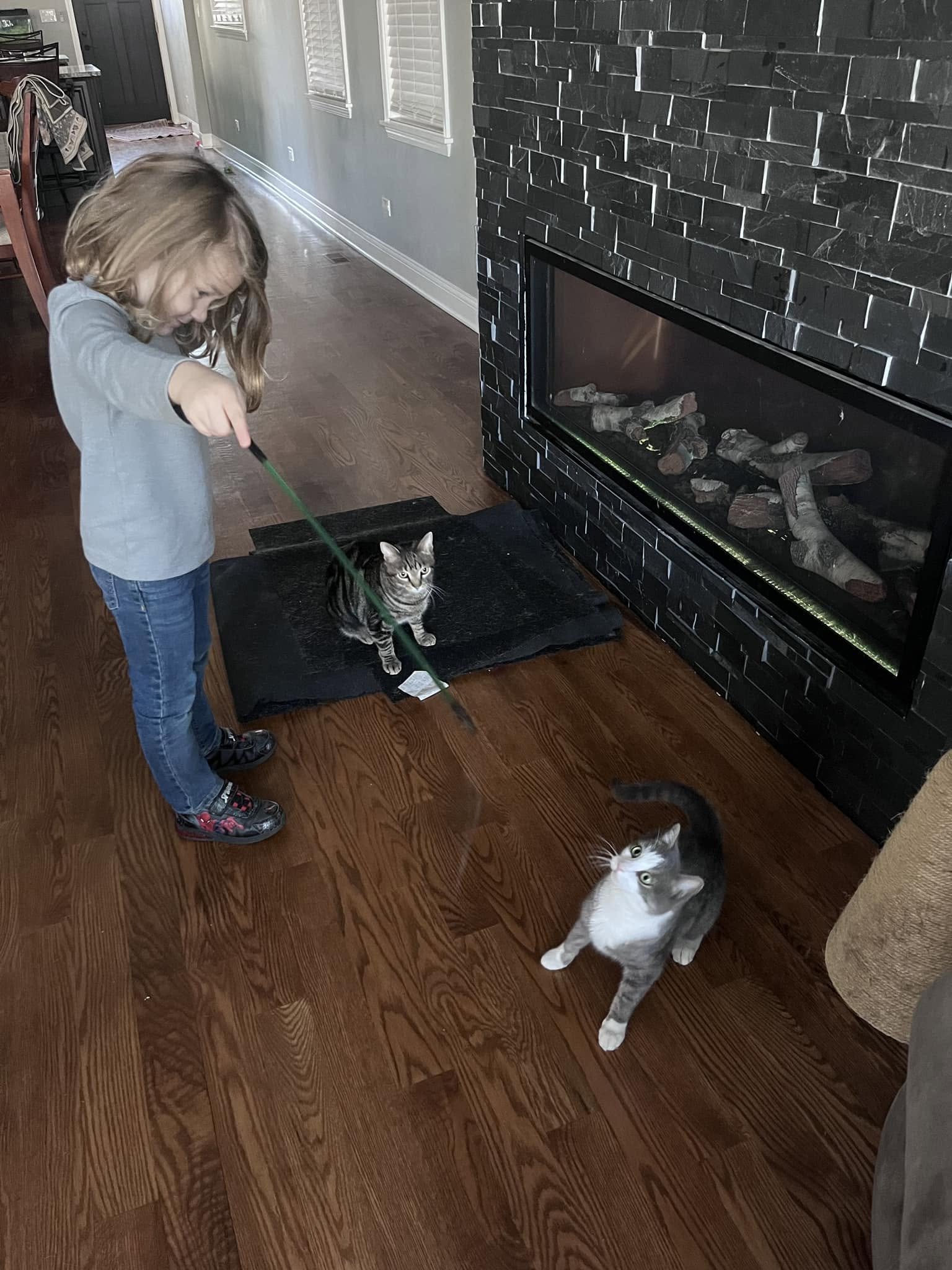 cats and kid playing.jpg