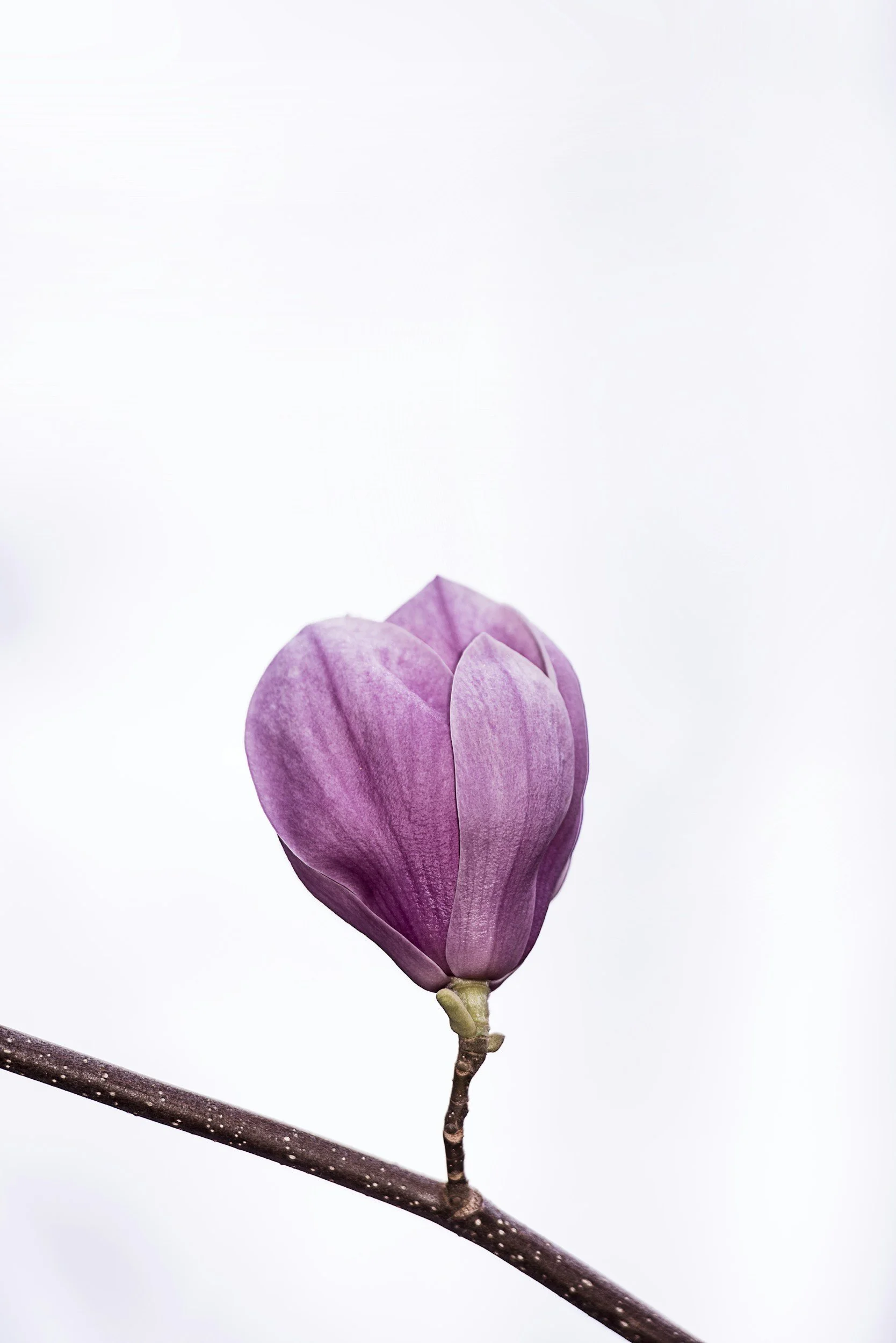 A single pinkish-purple magnolia flower blooming on a thin, dark branch against a plain, pale background.