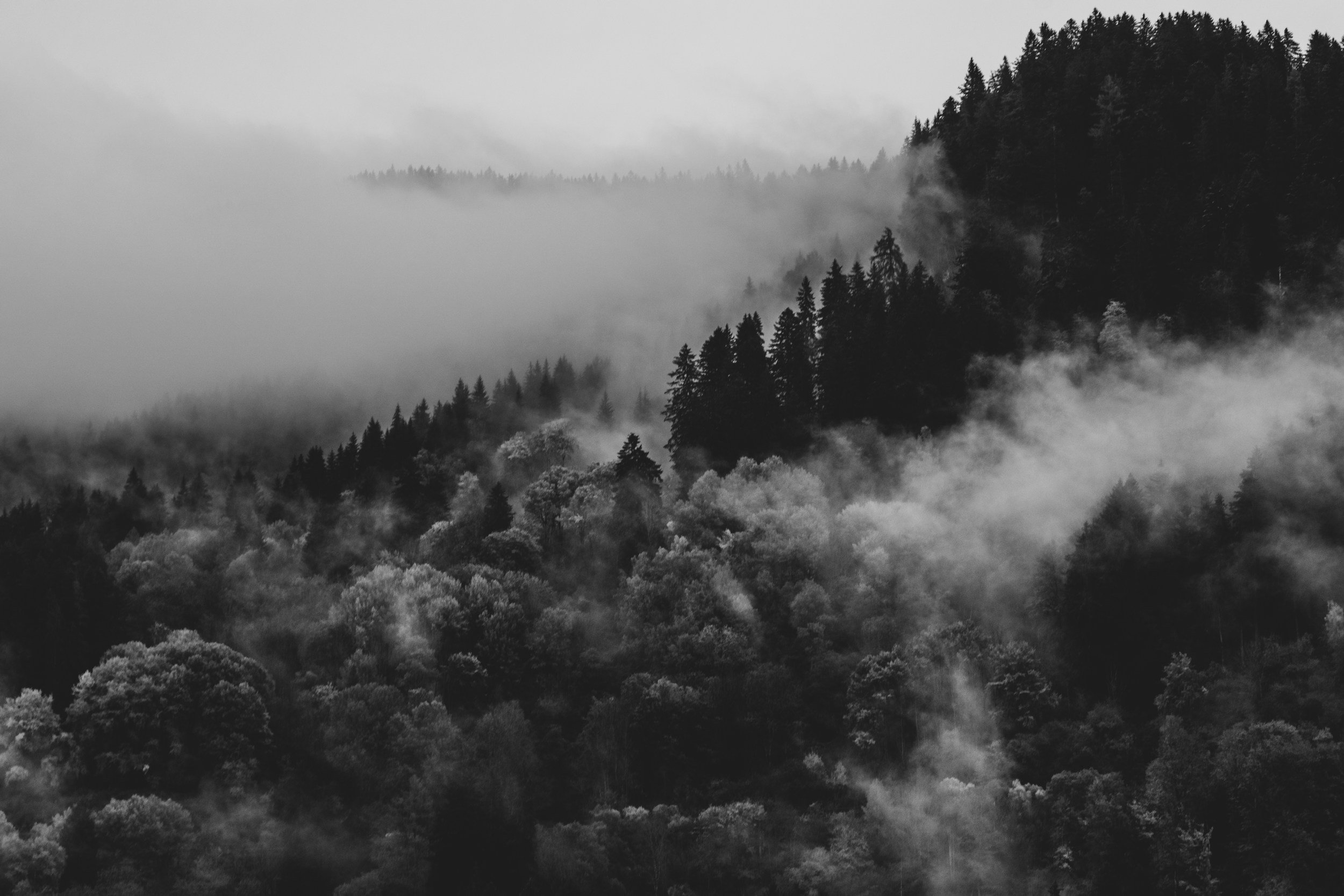 Black and white photo of a foggy forested mountain landscape with tall trees and mist around the slopes.
