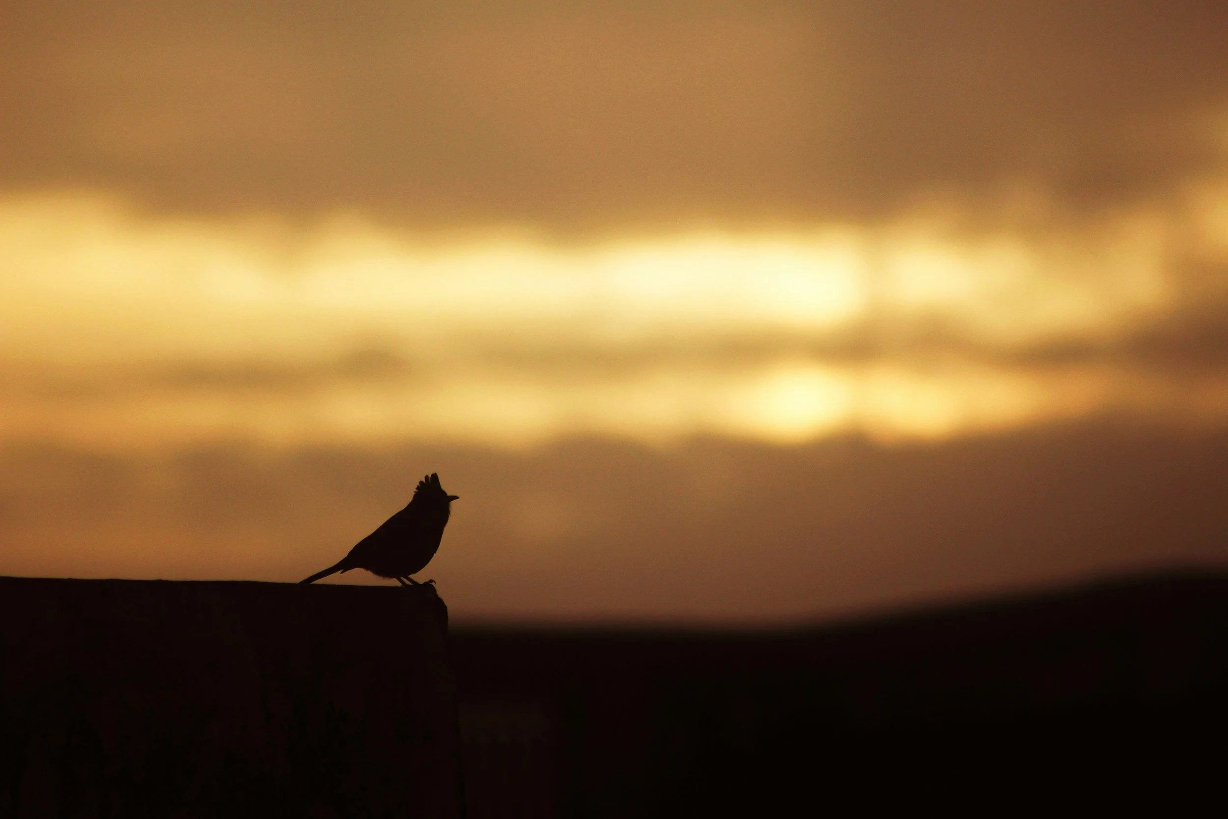 Silhouette of a bird standing on a cliff against a cloudy sunset sky with warm golden and orange hues.