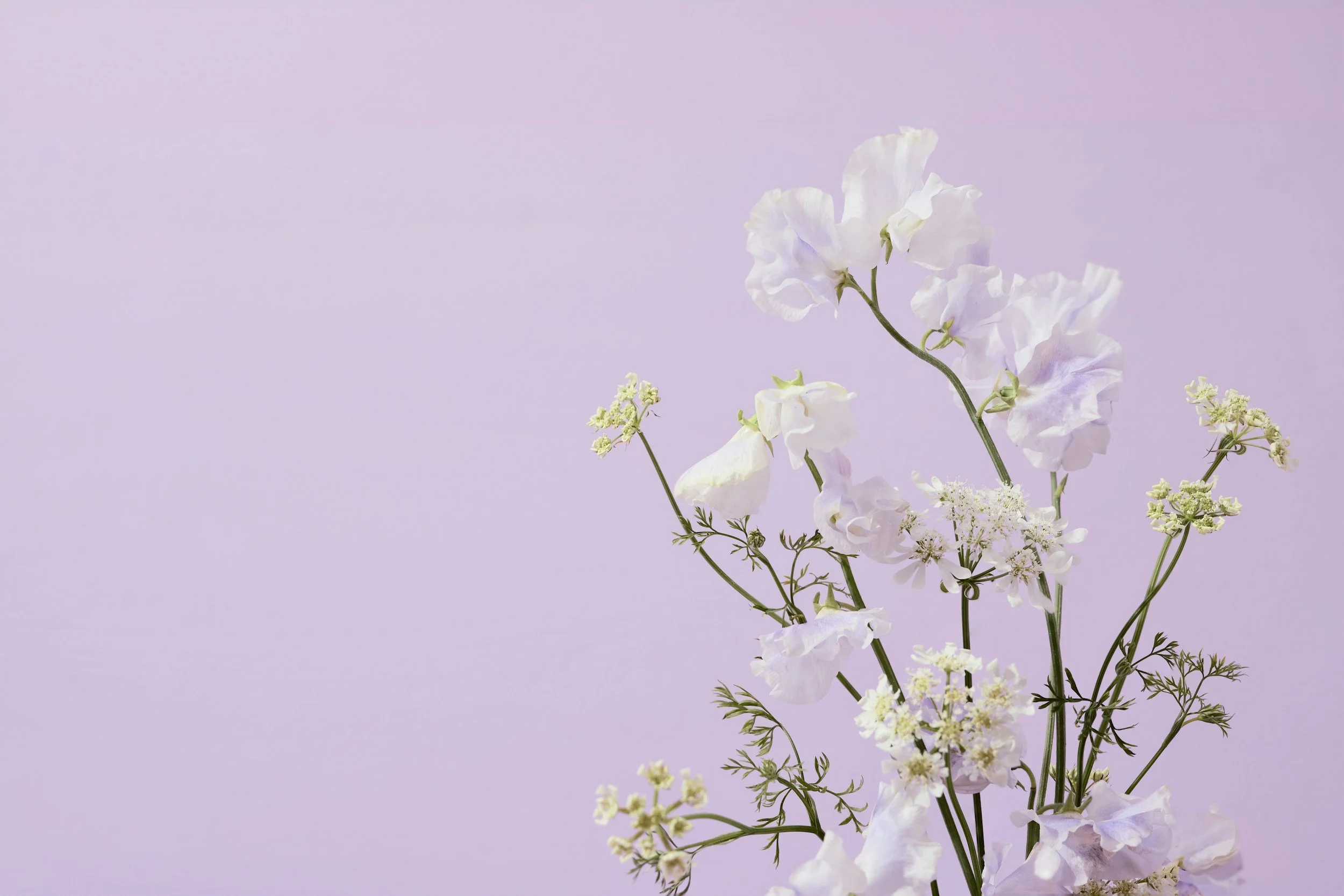 White and light purple flowers against a pastel lavender background.