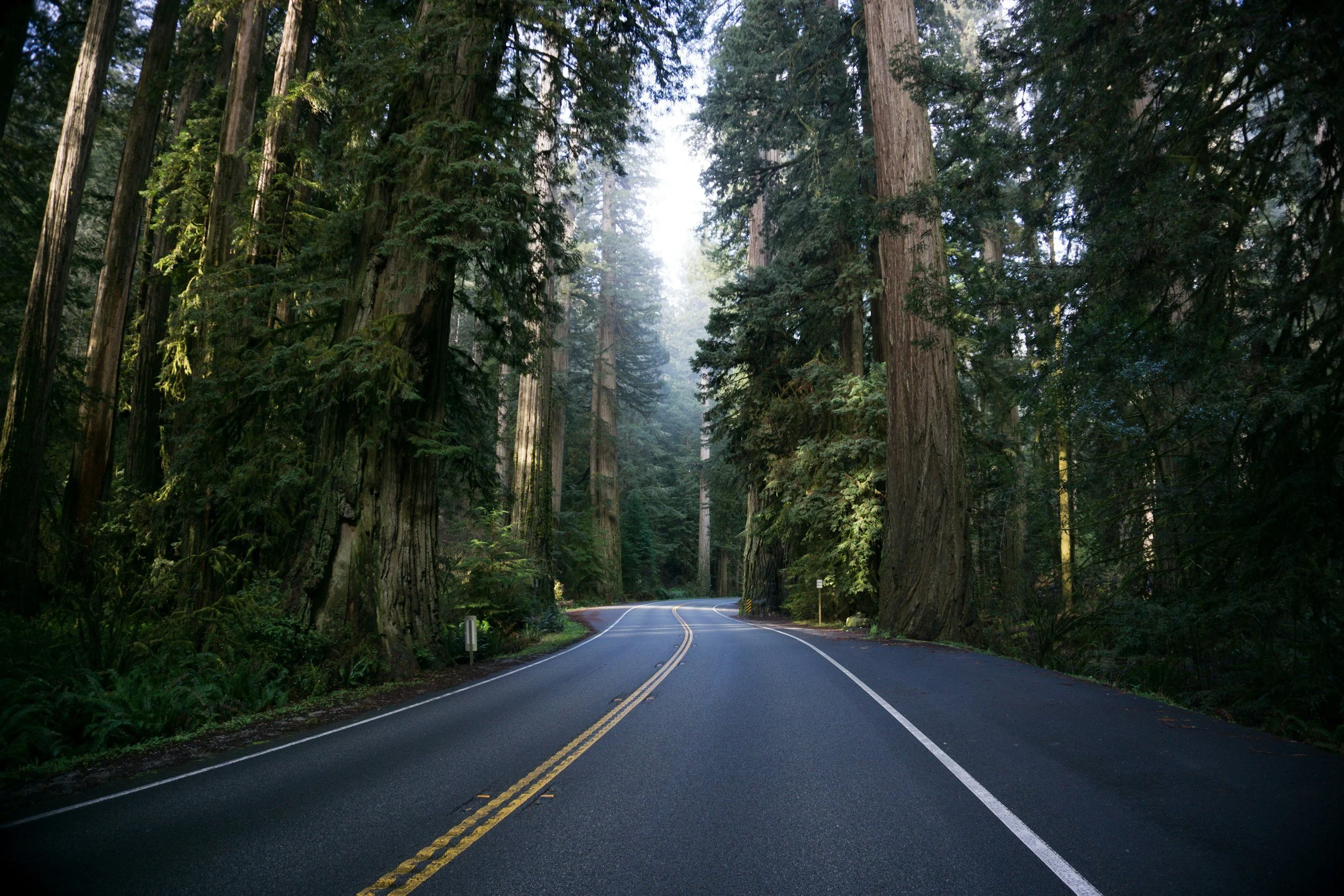 A winding road through a dense forest with tall trees on both sides, sunlight filtering through the canopy.