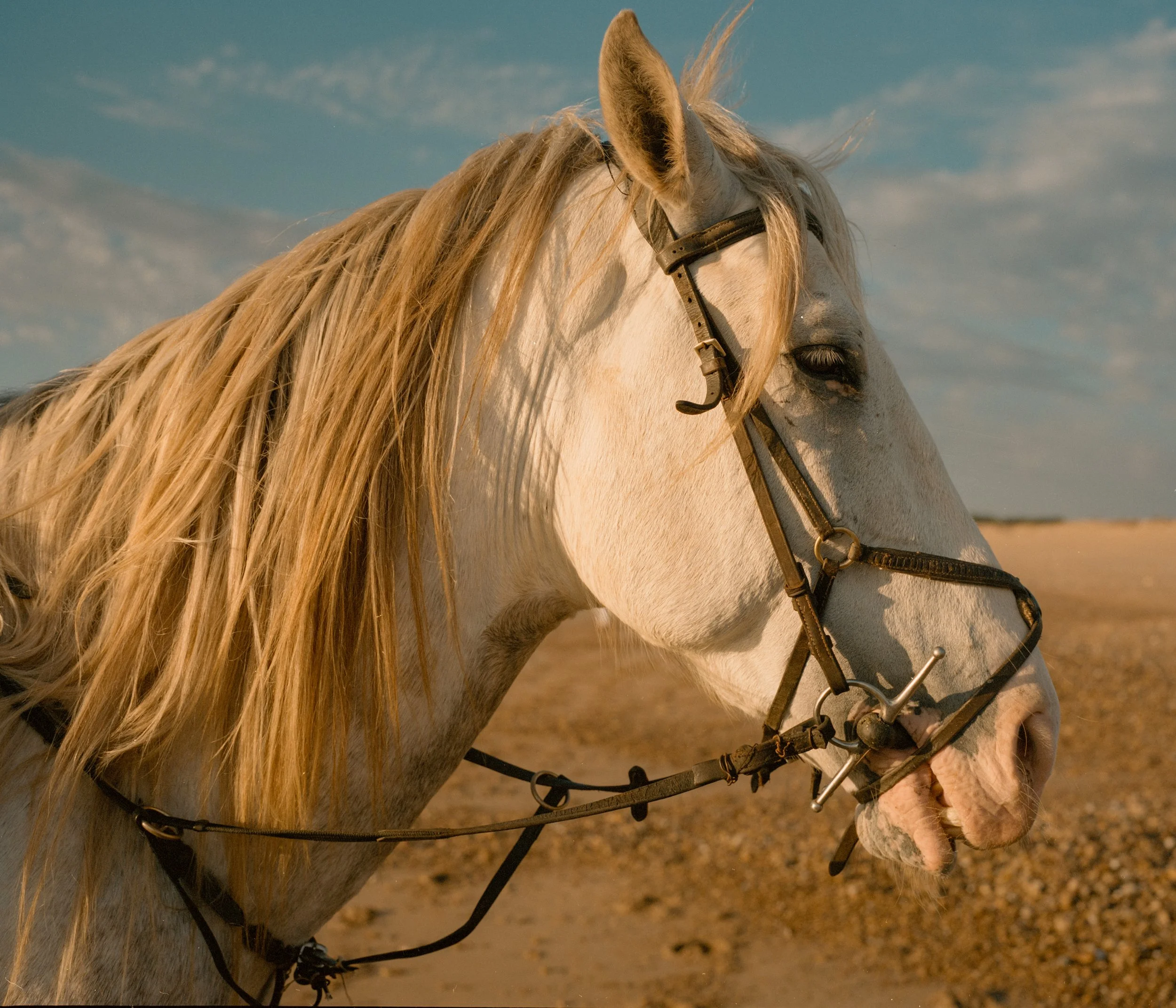 horse2-2.jpg