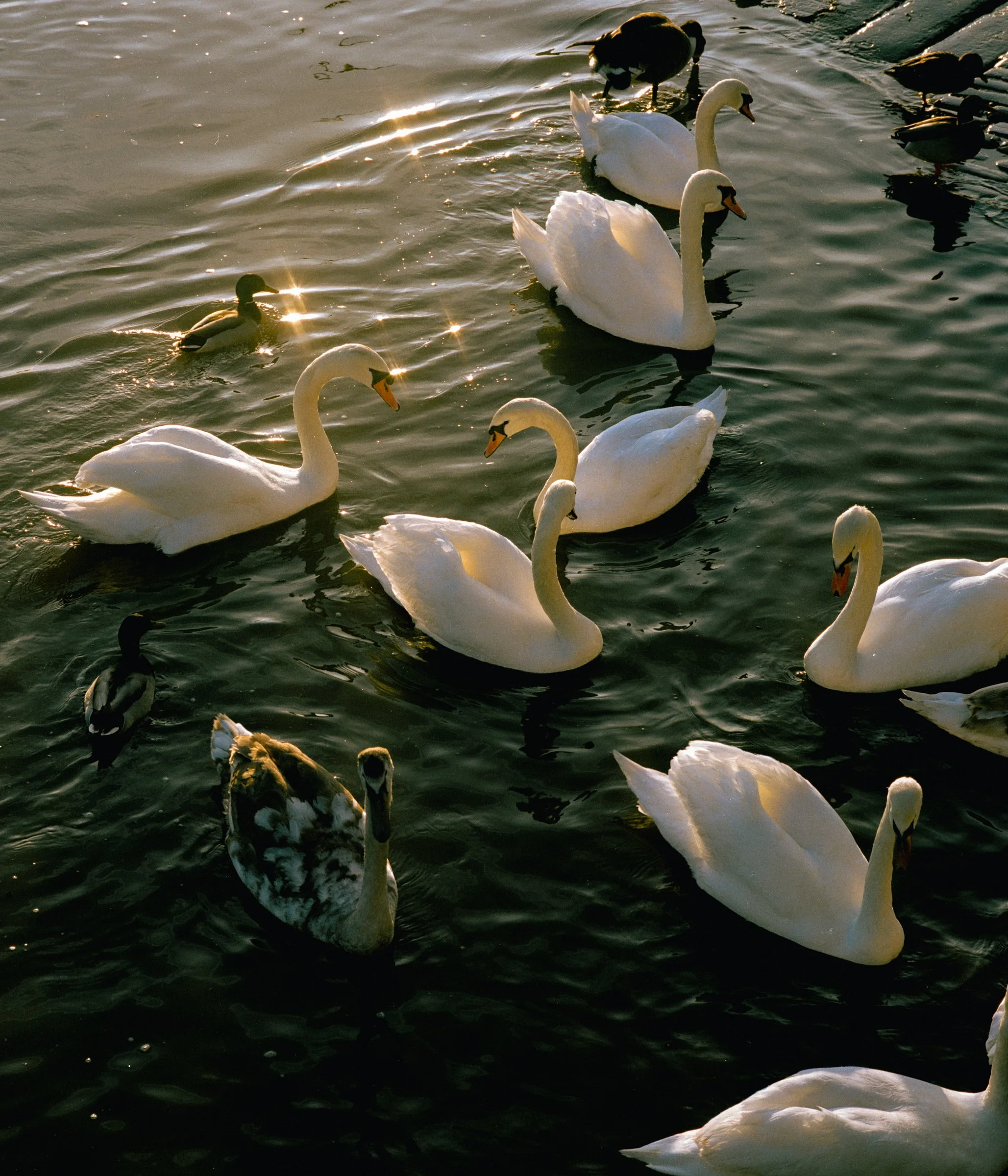 Swans, Richmond 2025