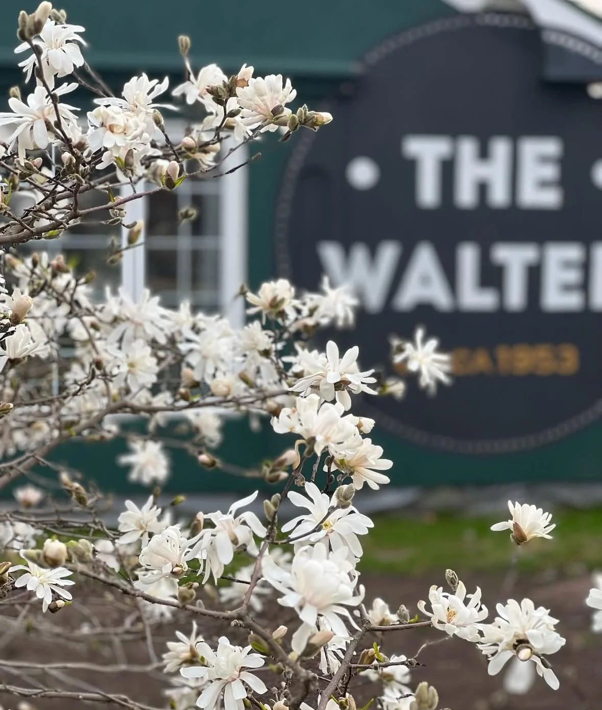 White blooming flowers on a tree branch in front of a blurred sign that reads 'The Walter'.