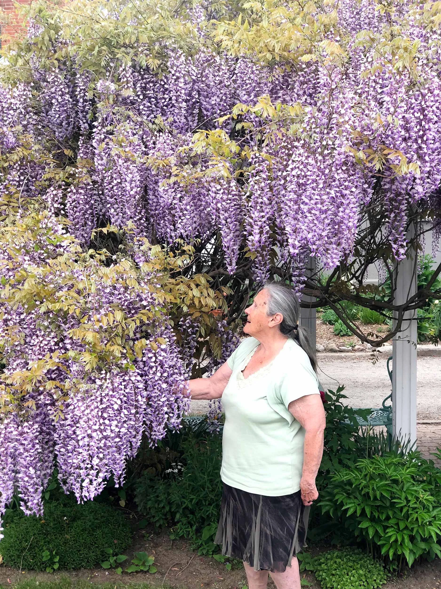 An elderly woman with gray hair tied back, wearing a green shirt and a semi-transparent black skirt, standing outdoors near a large purple wisteria bush in full bloom.