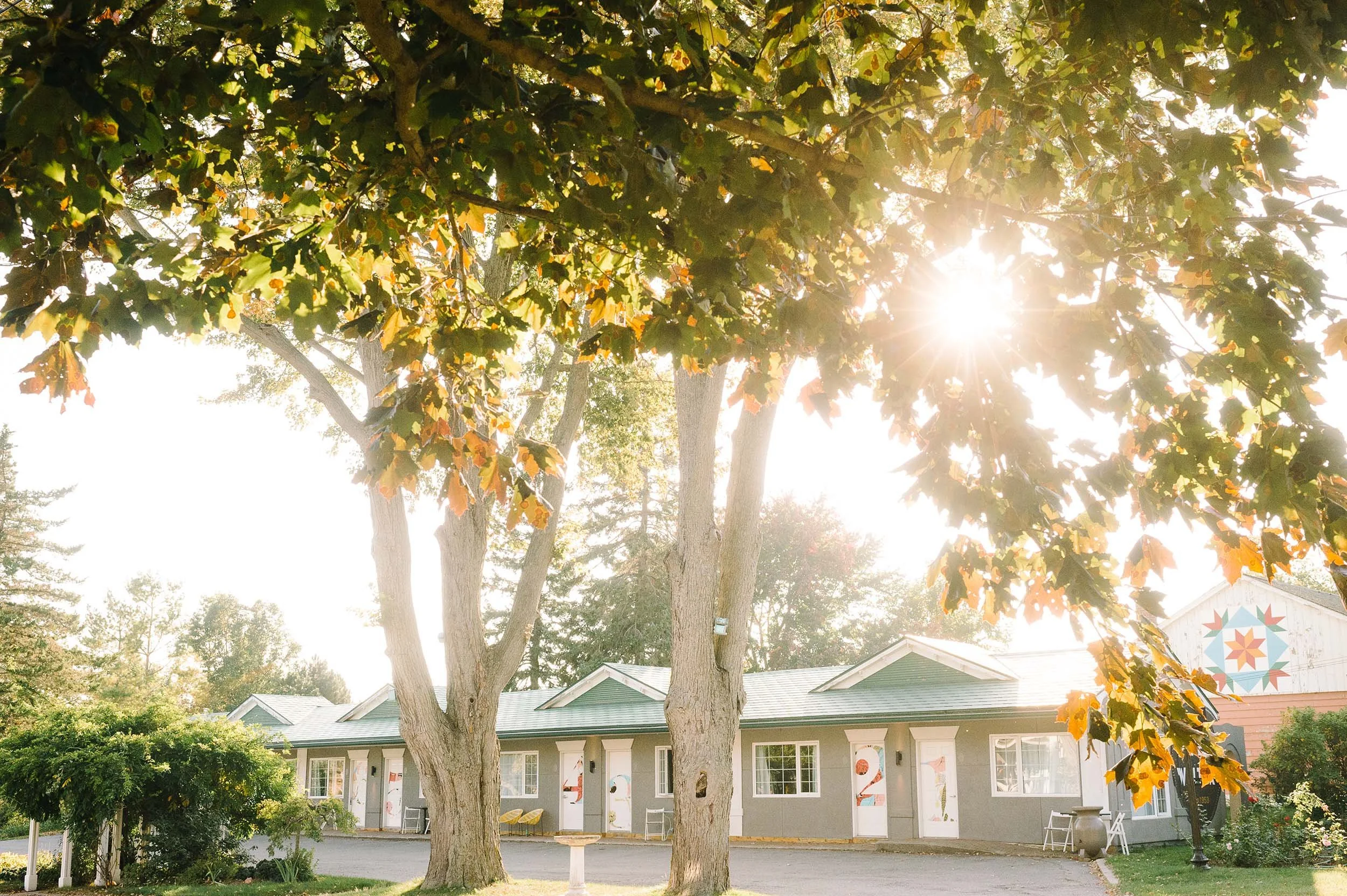Sunlight shining through the leaves of a large tree in front of a building with a grey roof and colorful decorations on the walls.