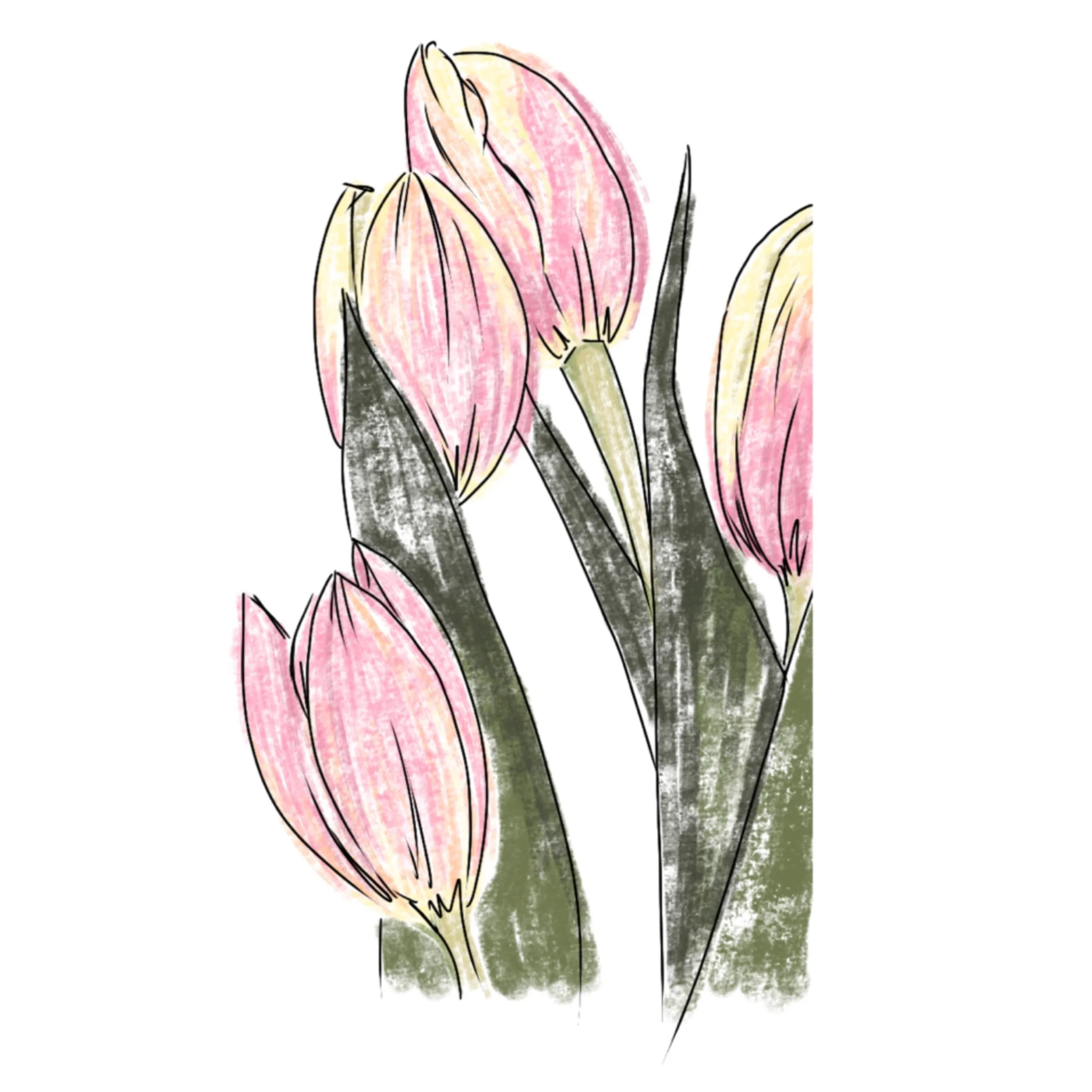 A digital sketch of pink tulips with green leaves and stems outlines in black.