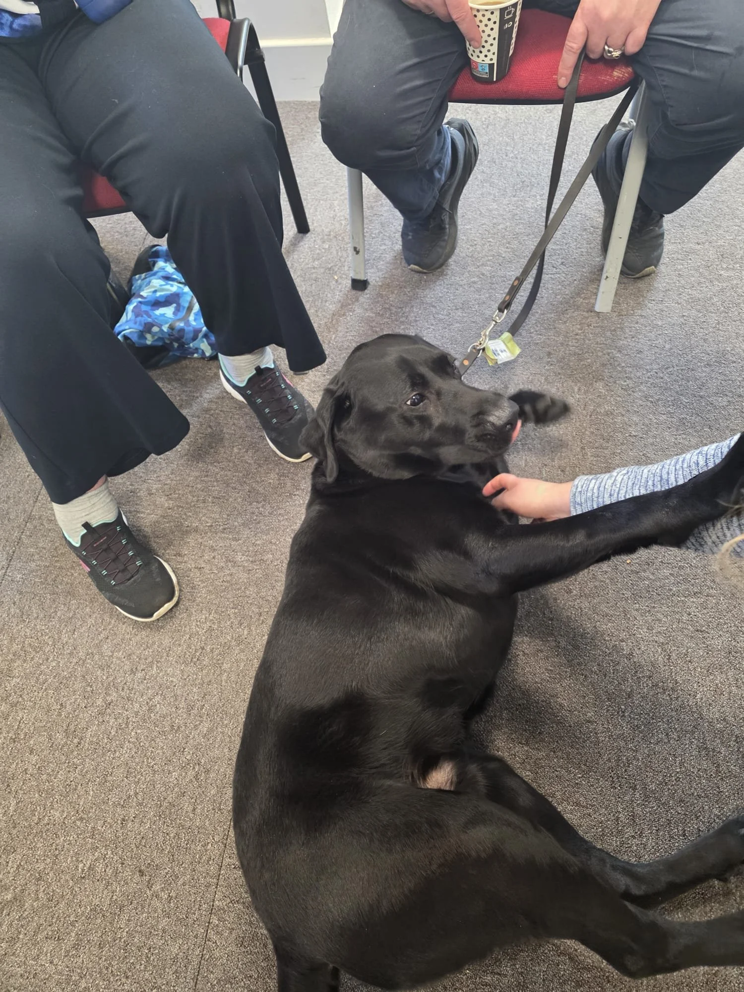 Guide dog.jpeg