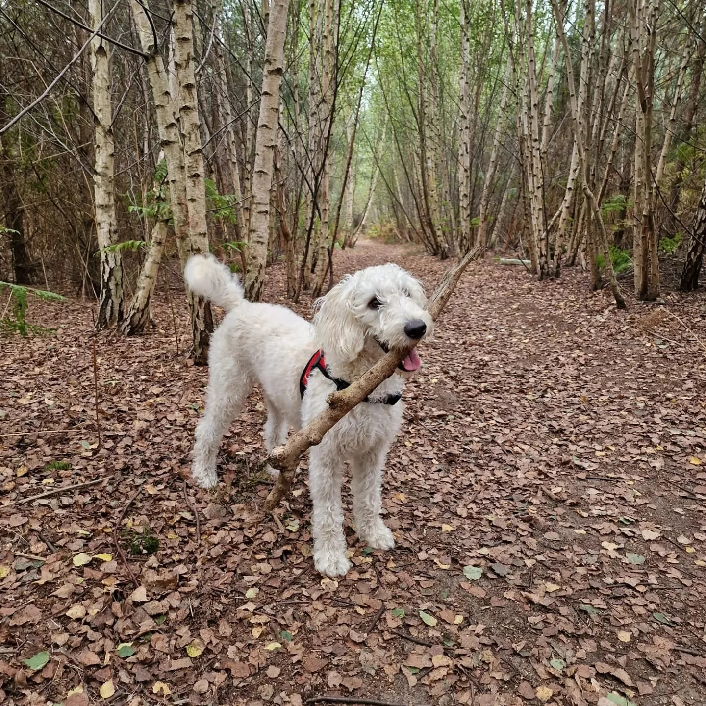 A labradoodle dog in the woods with a stick