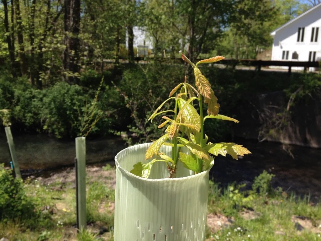 Stream Bank Stabilization Project Along the Sparkill Creek