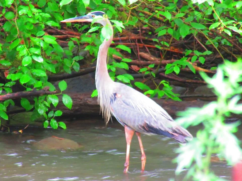 Sparkill+Creek+Heron.webp
