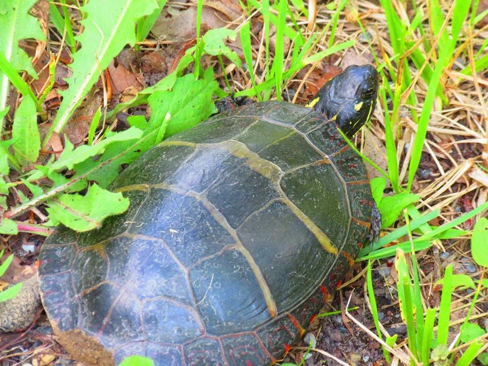 turtle+in+gass.webp