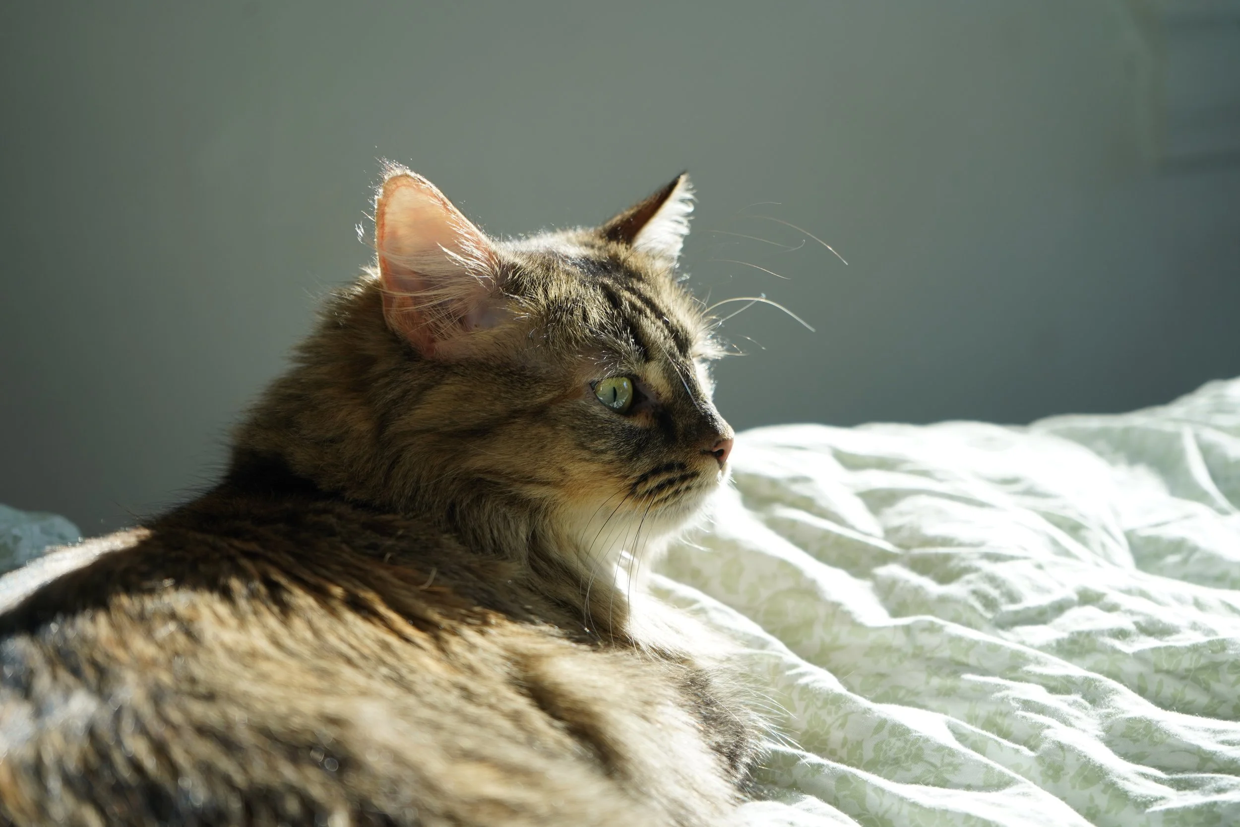 A tabby cat lying on a bed, looking to the right, with sunlight illuminating its fur and a soft, neutral-colored wall in the background.