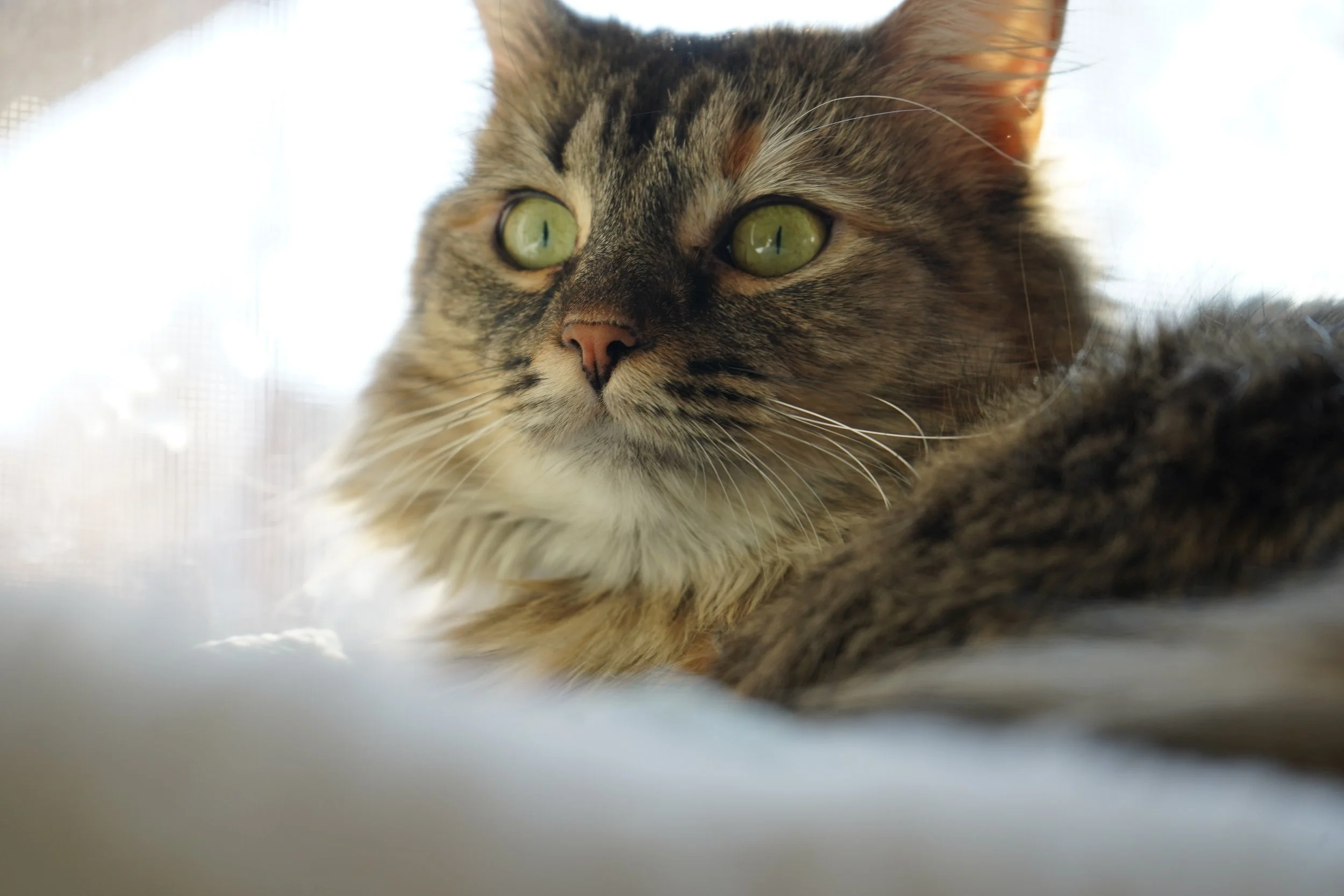 Close-up of a tabby cat with green eyes, lying down with background of a bright window.