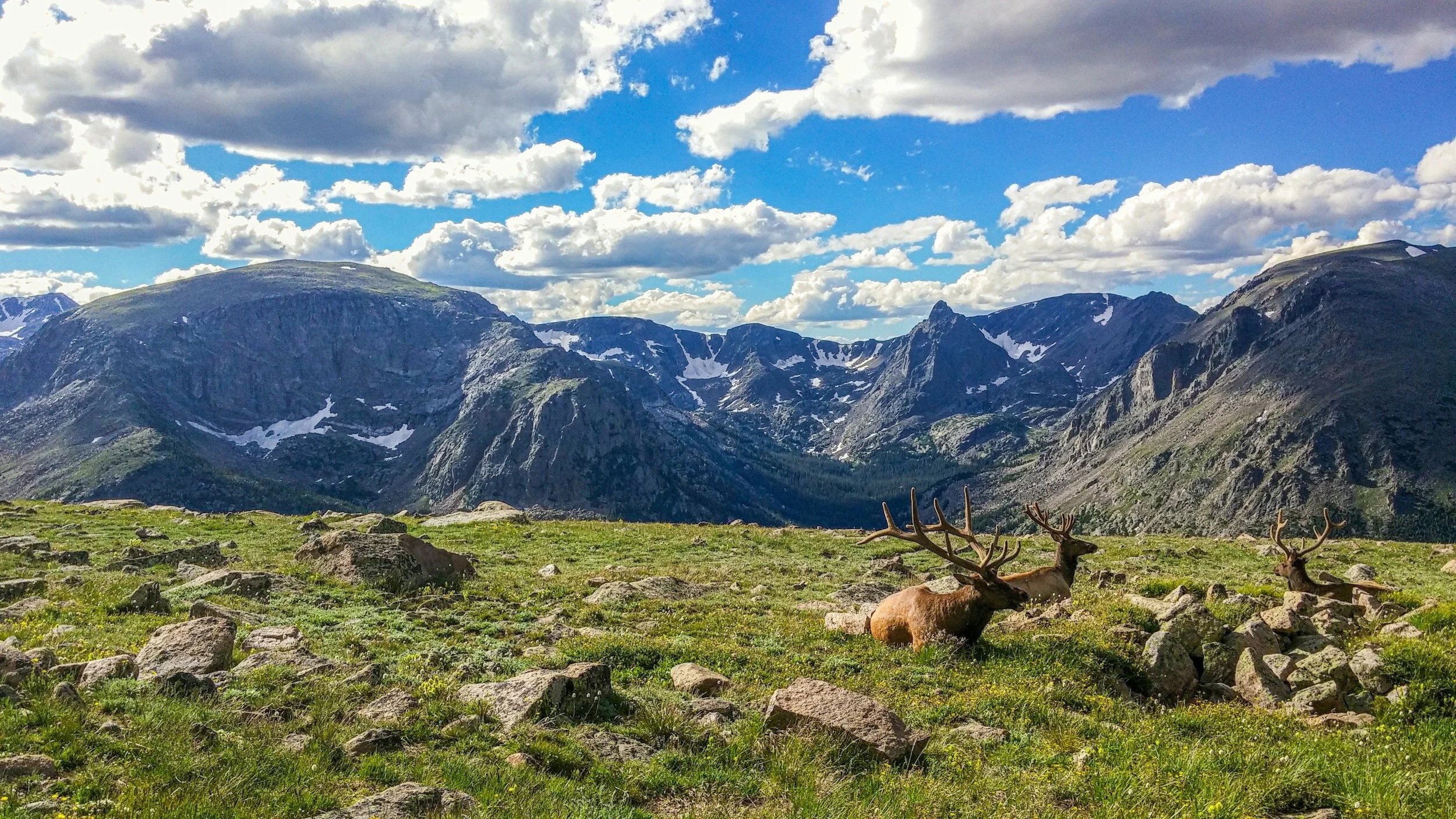 Two elk with large antlers resting on a grassy field with scattered rocks, mountains with patches of snow in the background, and a cloudy blue sky.