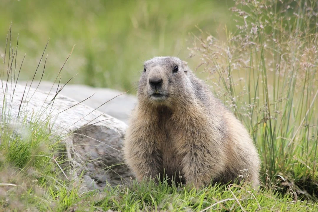 Marmot in Grass