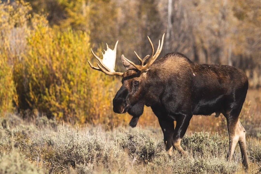 Bull Moose