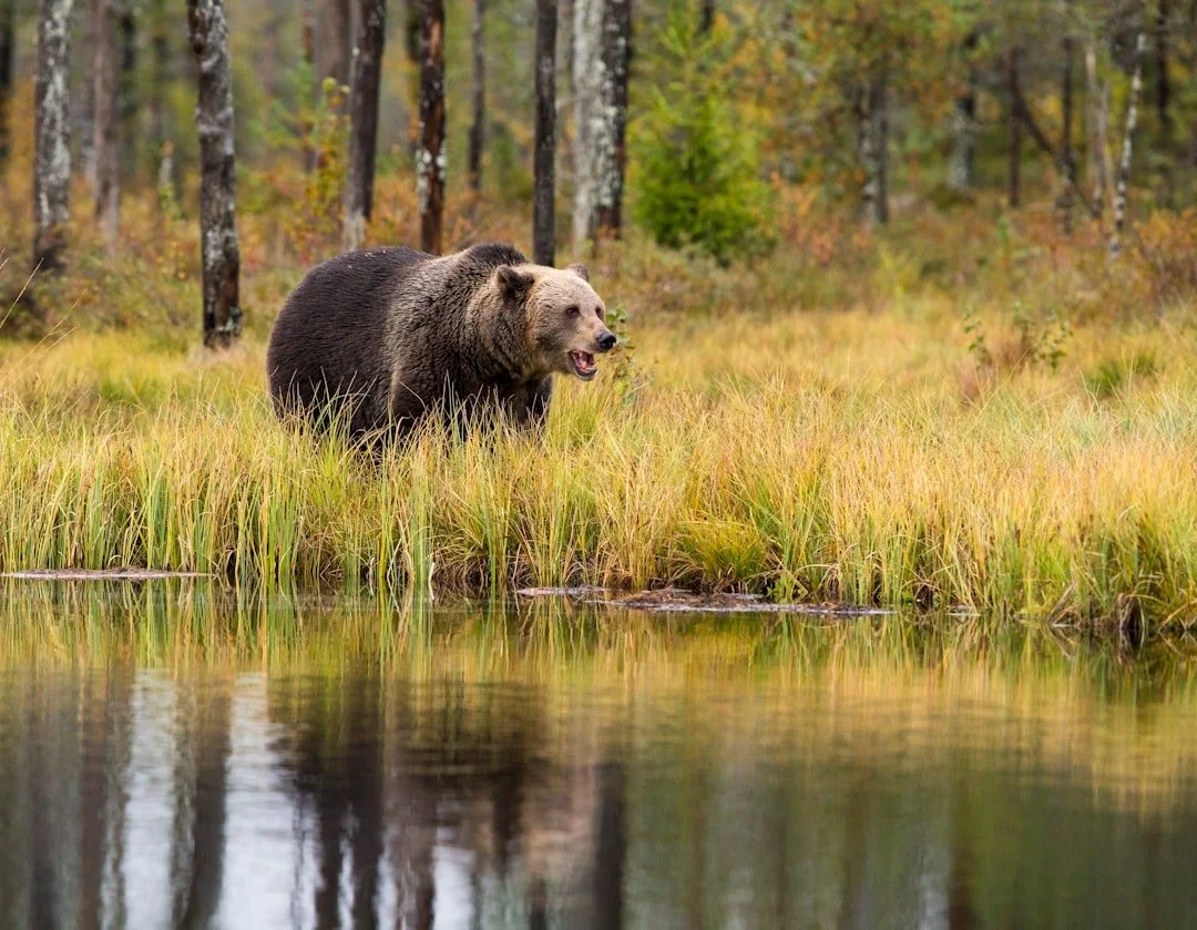 Grizzly Bear on the Banks