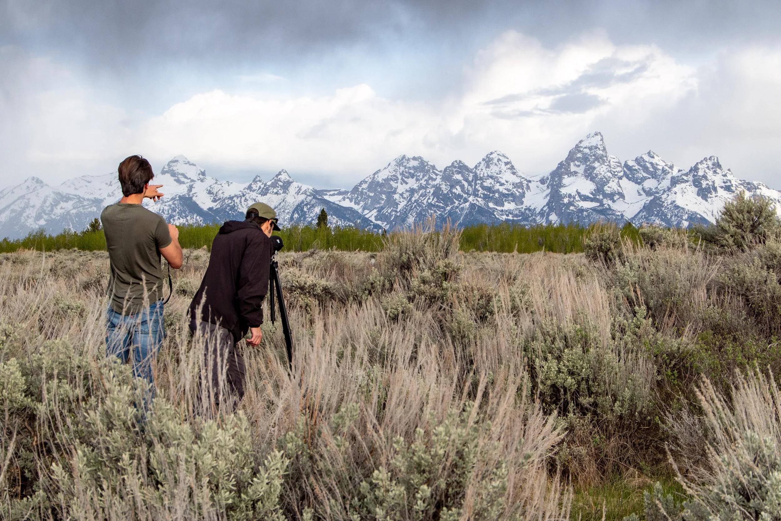 Scanning For Wildlife