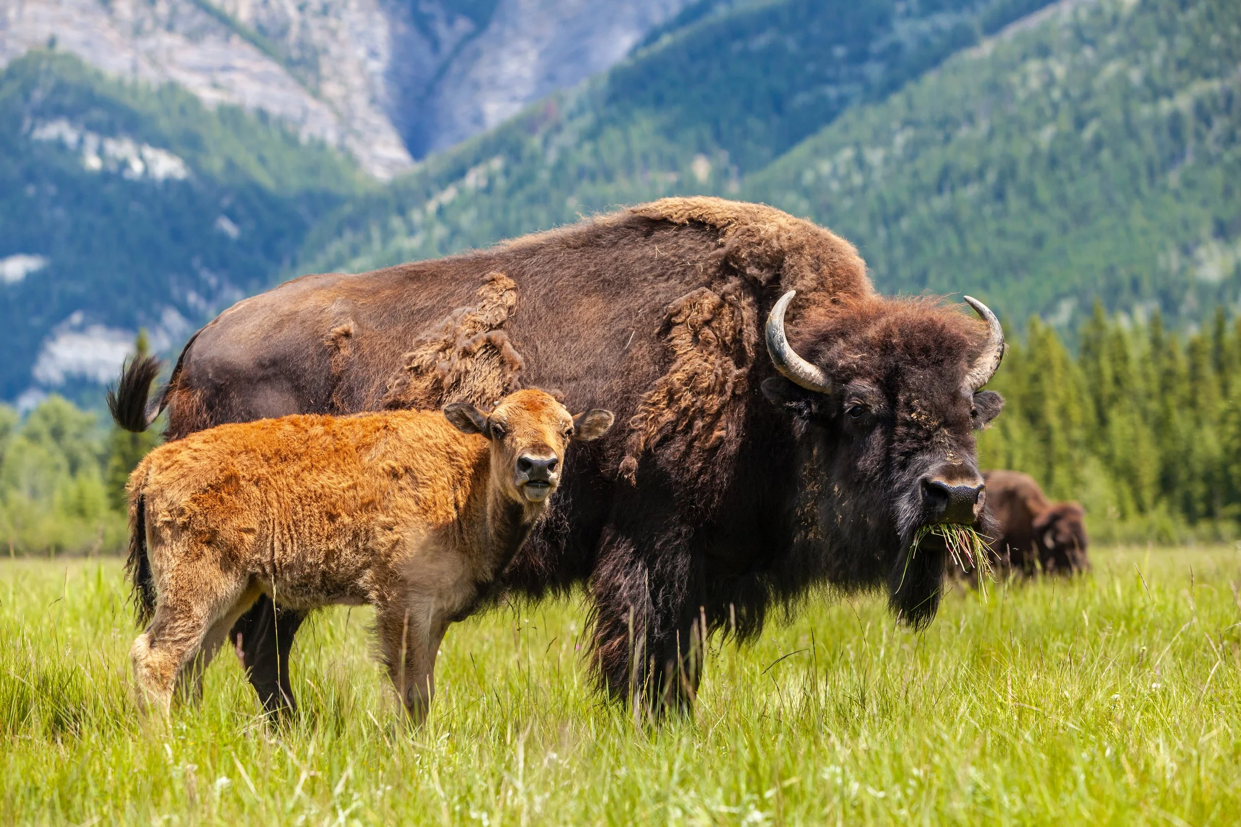 Bison Cow and Calf