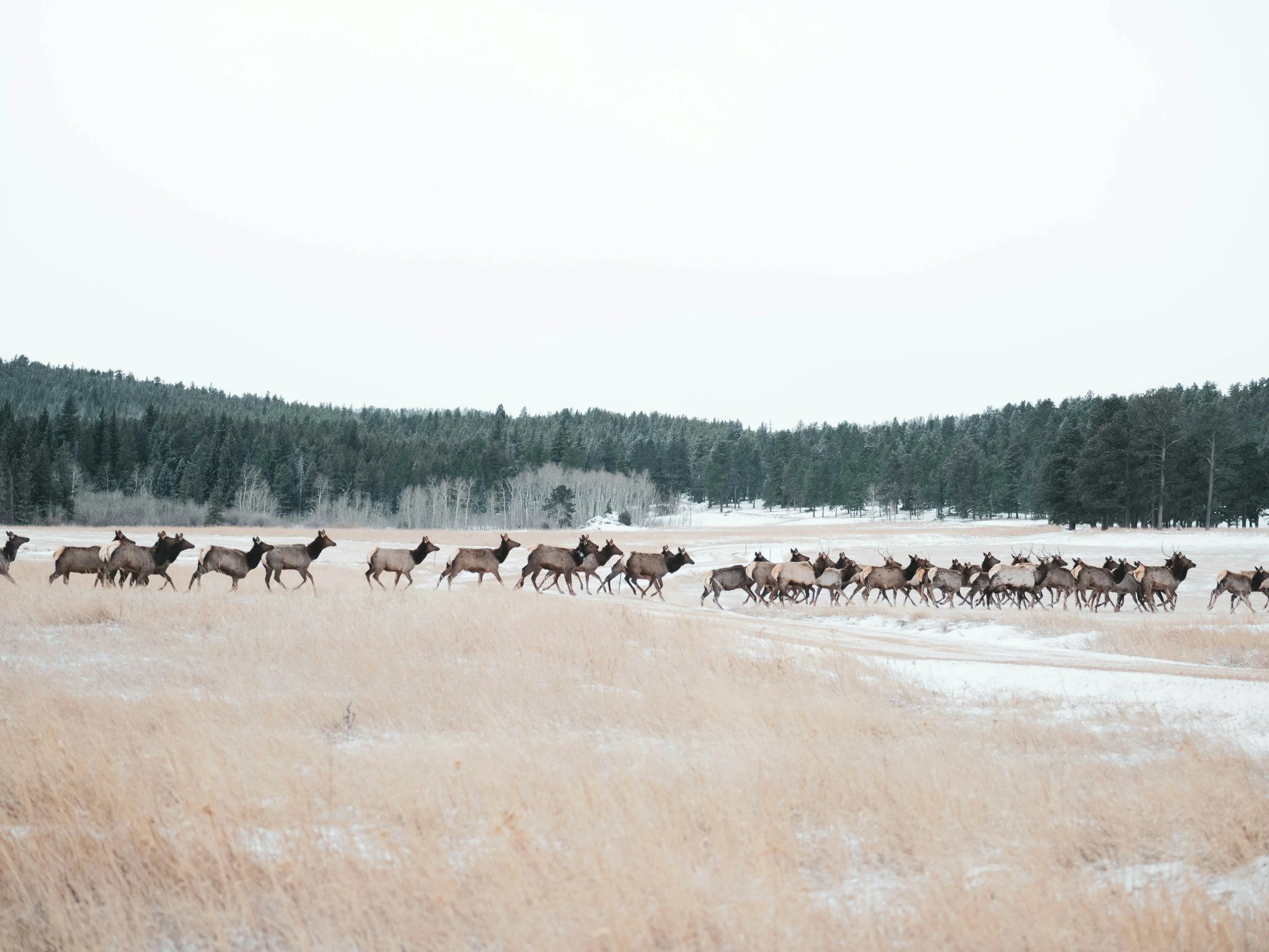A large herd of moose walking across a snowy, open field with a forest in the background.