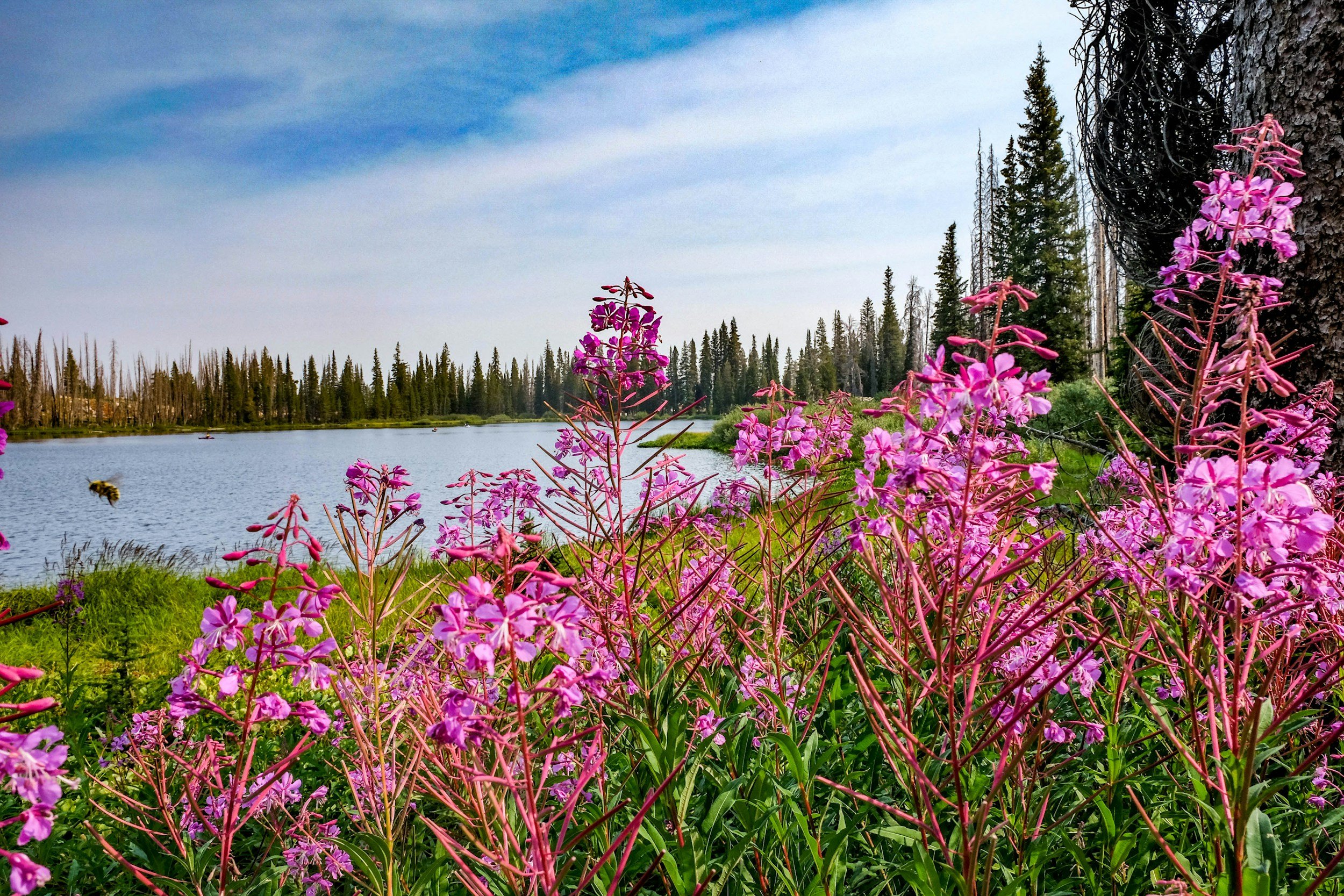 Pink wildflowers growing along a lake with trees in the background and a blue sky.