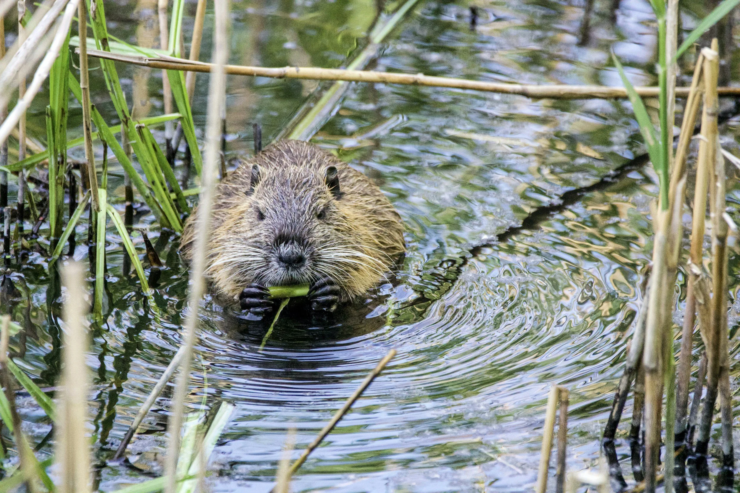 Beaver