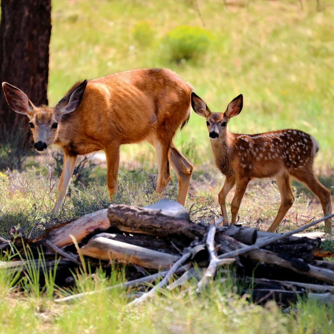 Mule doe and fawn