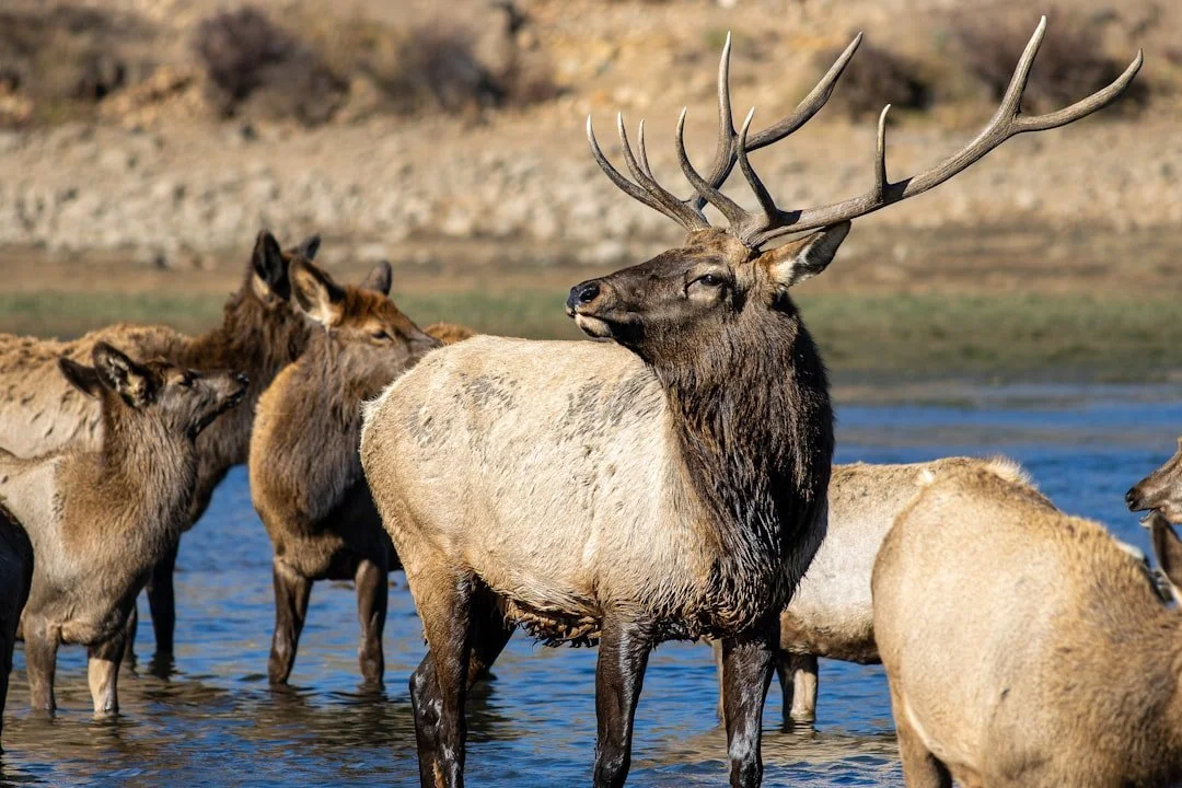 Elk Herd in River