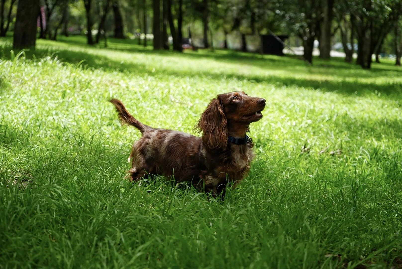 A long-haired Dachshund dog standing on green grass in a park with trees in the background.