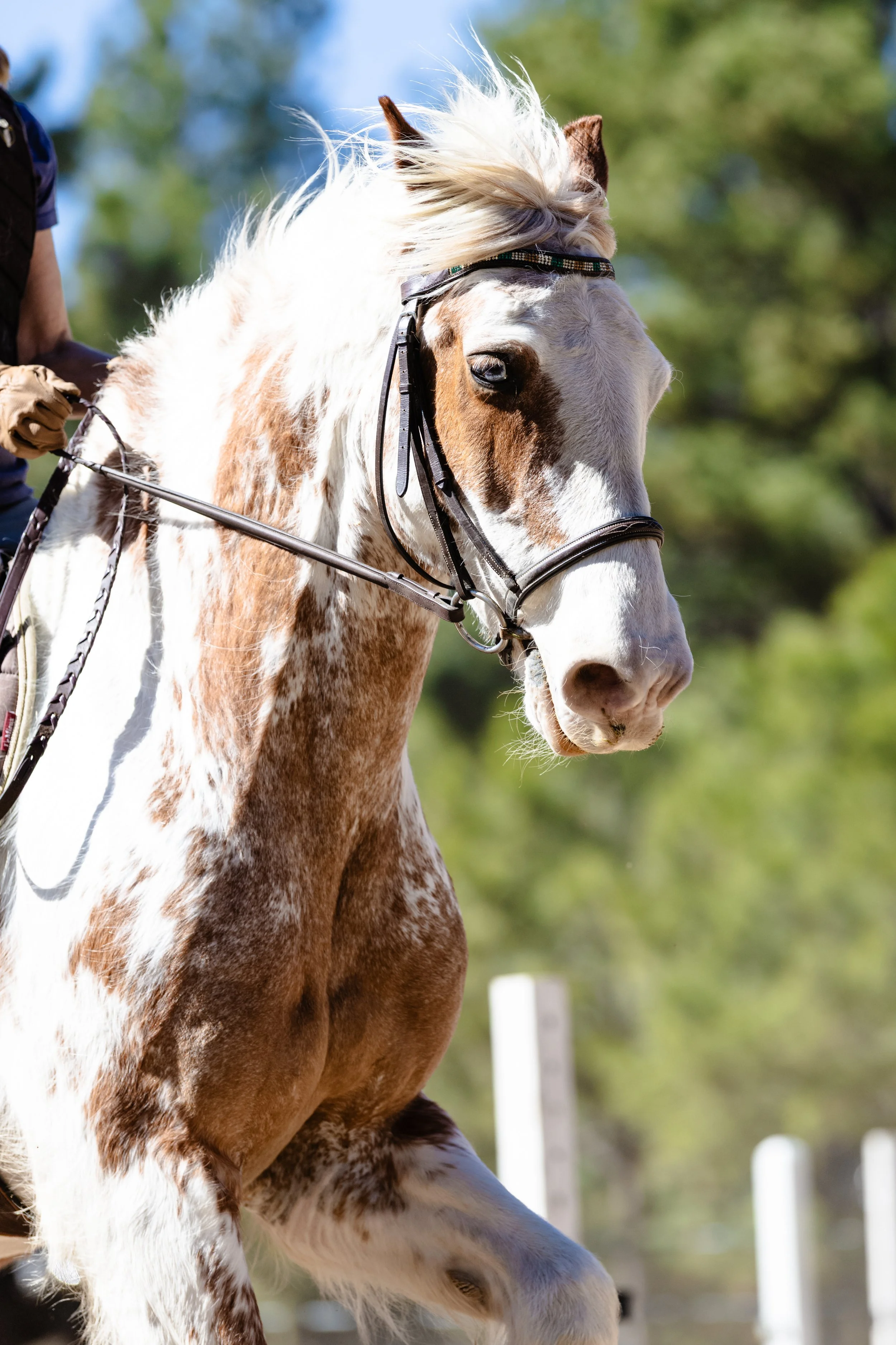 Close-up of a white and brown pinto horse with a flowing mane, being ridden outdoors with a background of green trees.