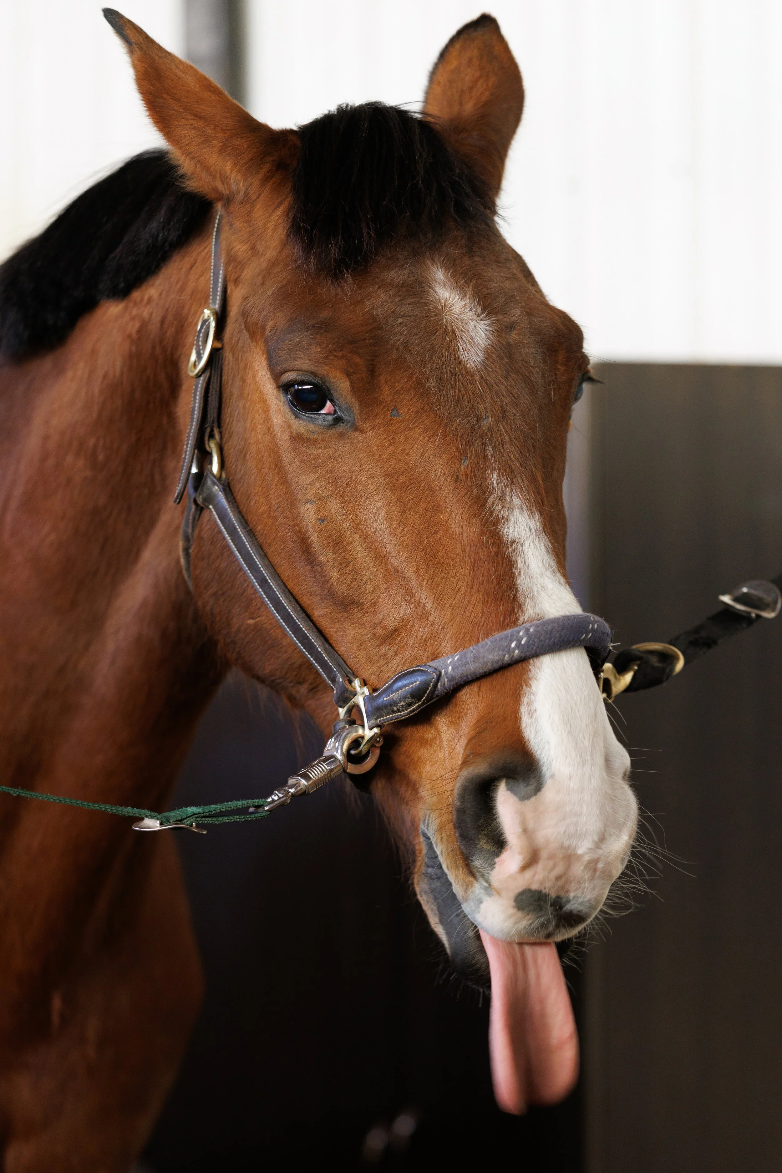 Close-up of a brown horse with a white mark on its face, wearing a halter, sticking out its tongue.