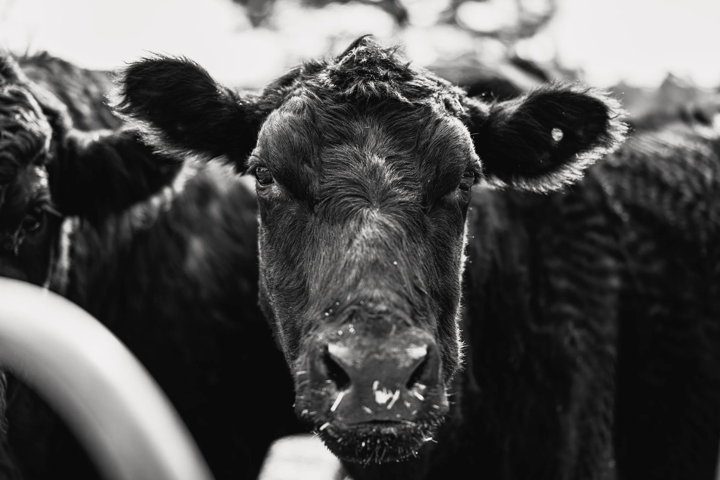 Close-up of a black cow's face in black and white, with wet nose and large ears, standing among other cows.