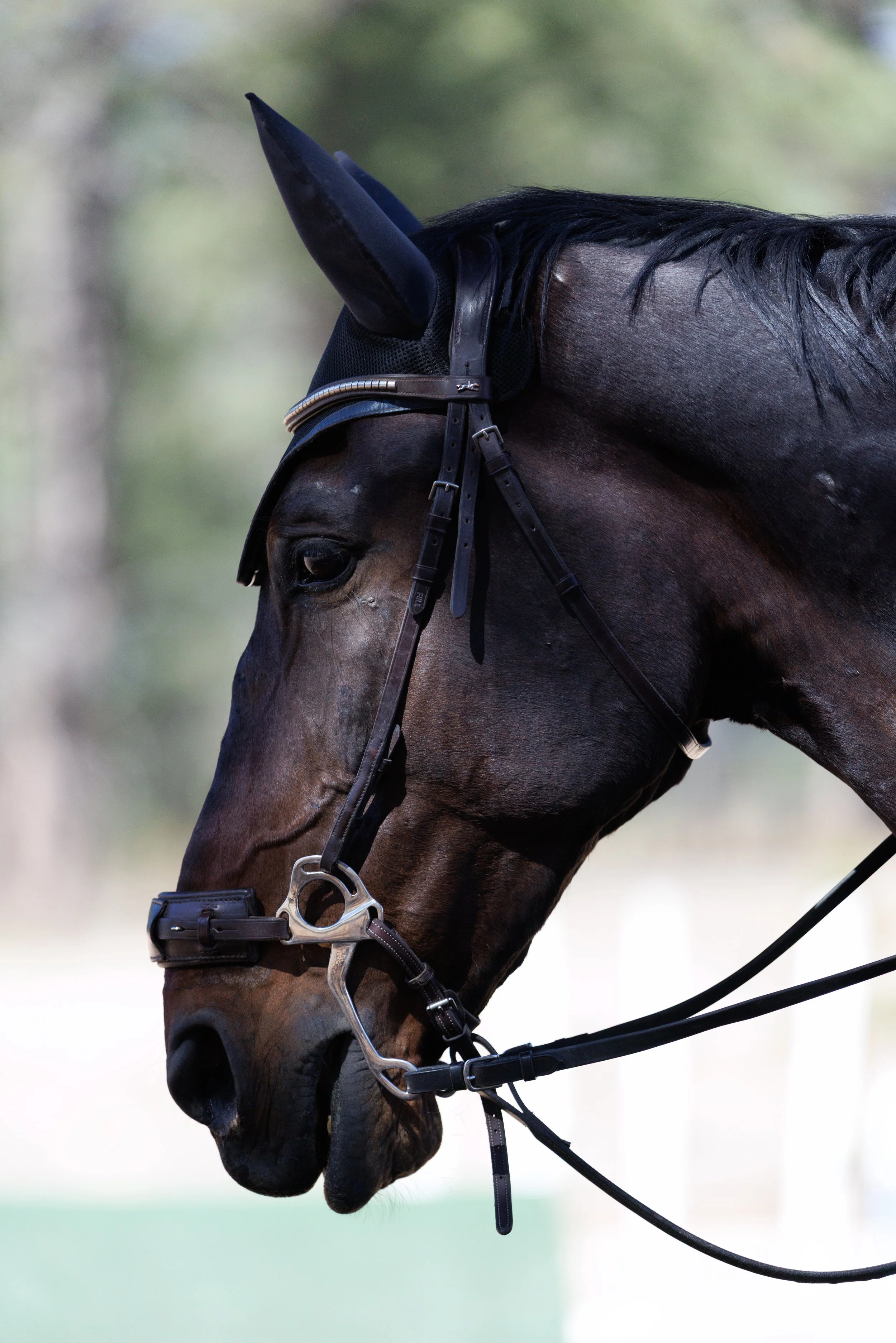 Close-up of a brown horse's head with a black mane, wearing a bridle and ear covers, outdoors with blurred trees in the background.